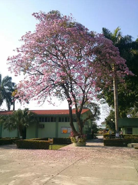Pink Trumpet Tree (Tabebuia Impetiginosa) — Zones 9-11 are best suited for growth; this species boasts a moderate growth rate and a broad, image 89