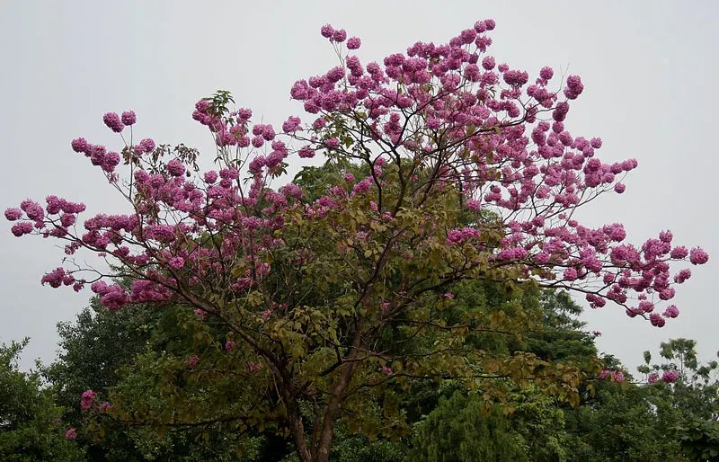 Pink Trumpet Tree (Tabebuia Impetiginosa) — Zones 9-11 are best suited for growth; this species boasts a moderate growth rate and a broad