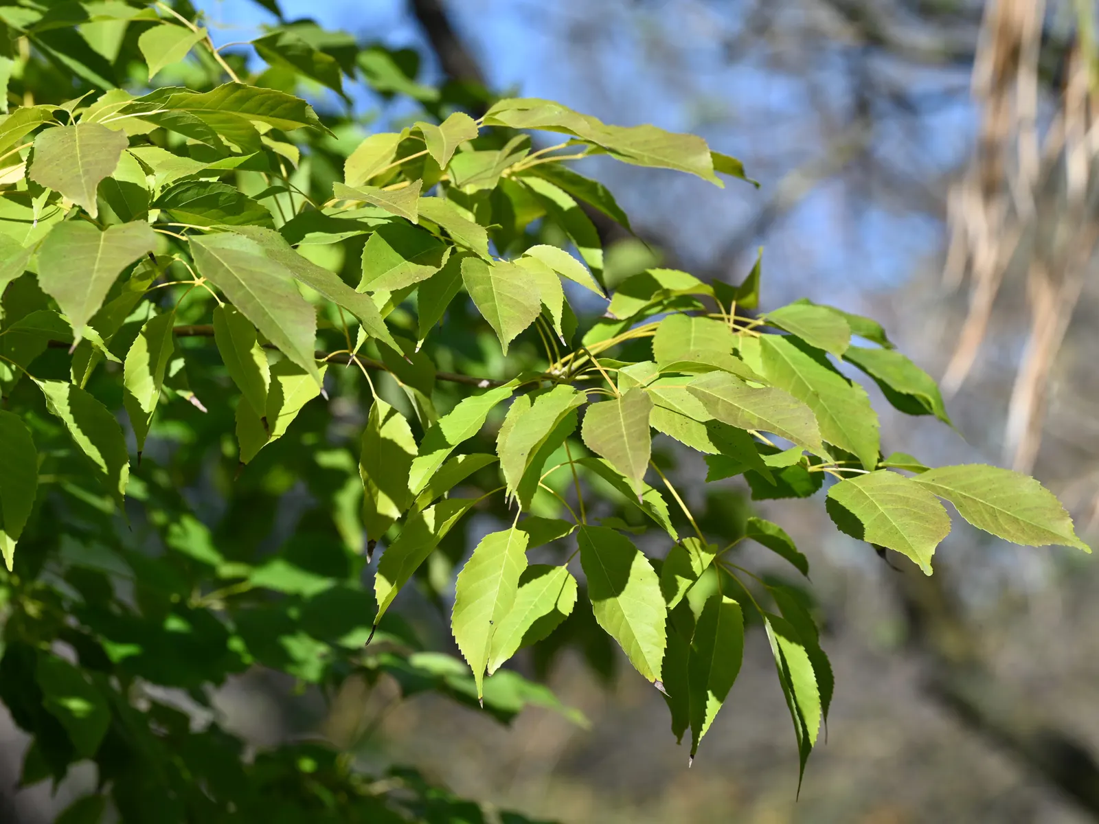 Pink Trumpet Tree (Tabebuia Impetiginosa) — this species boasts a moderate growth rate and a broad; prefers well-drained soil, full sun exposure, image 144
