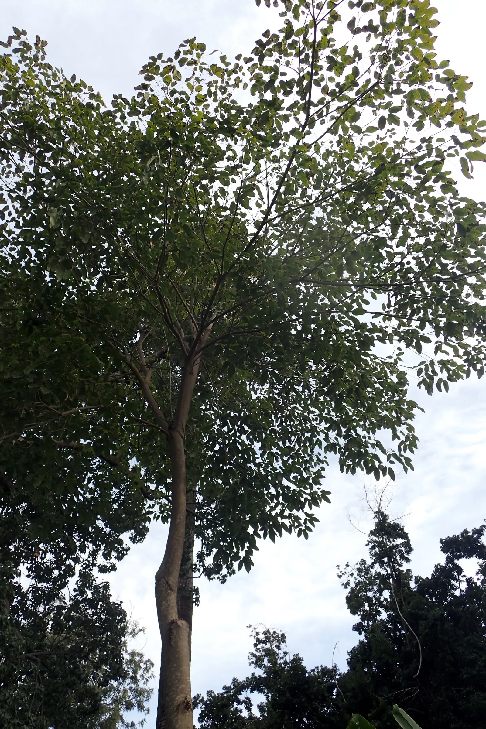 Pink Trumpet Tree (Tabebuia Impetiginosa) — Often growing to a height of 20 to 30 feet with a similar spread; it is adaptable to a wide range of, image 143