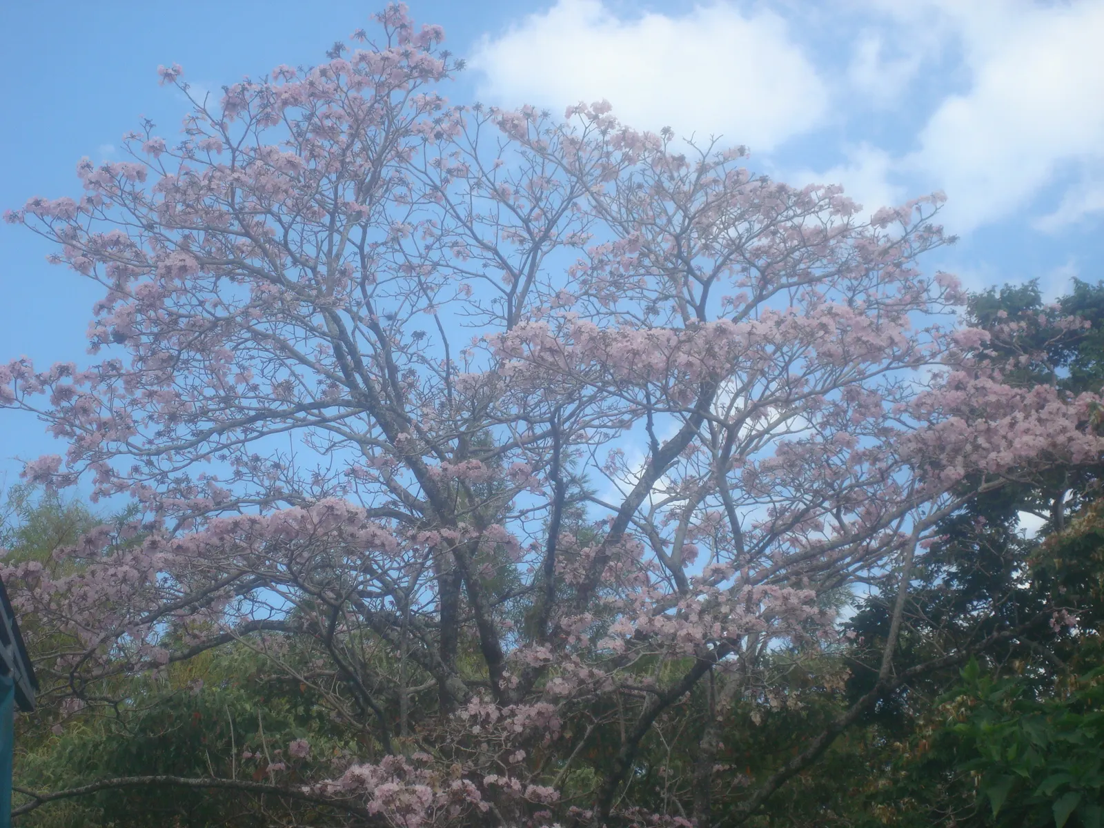 Pink Trumpet Tree (Tabebuia Impetiginosa) — Each flower spans roughly 2 to 3 inches