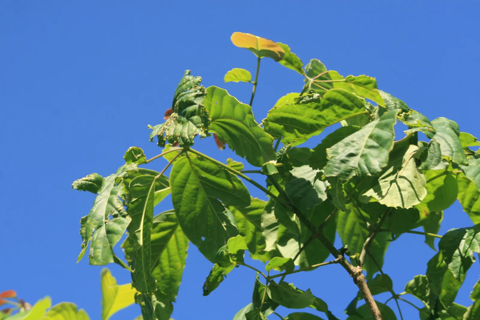 Pink Trumpet Tree (Tabebuia Impetiginosa) — Regular pruning may be necessary to maintain a strong structure, particularly when the tree is young, image 166