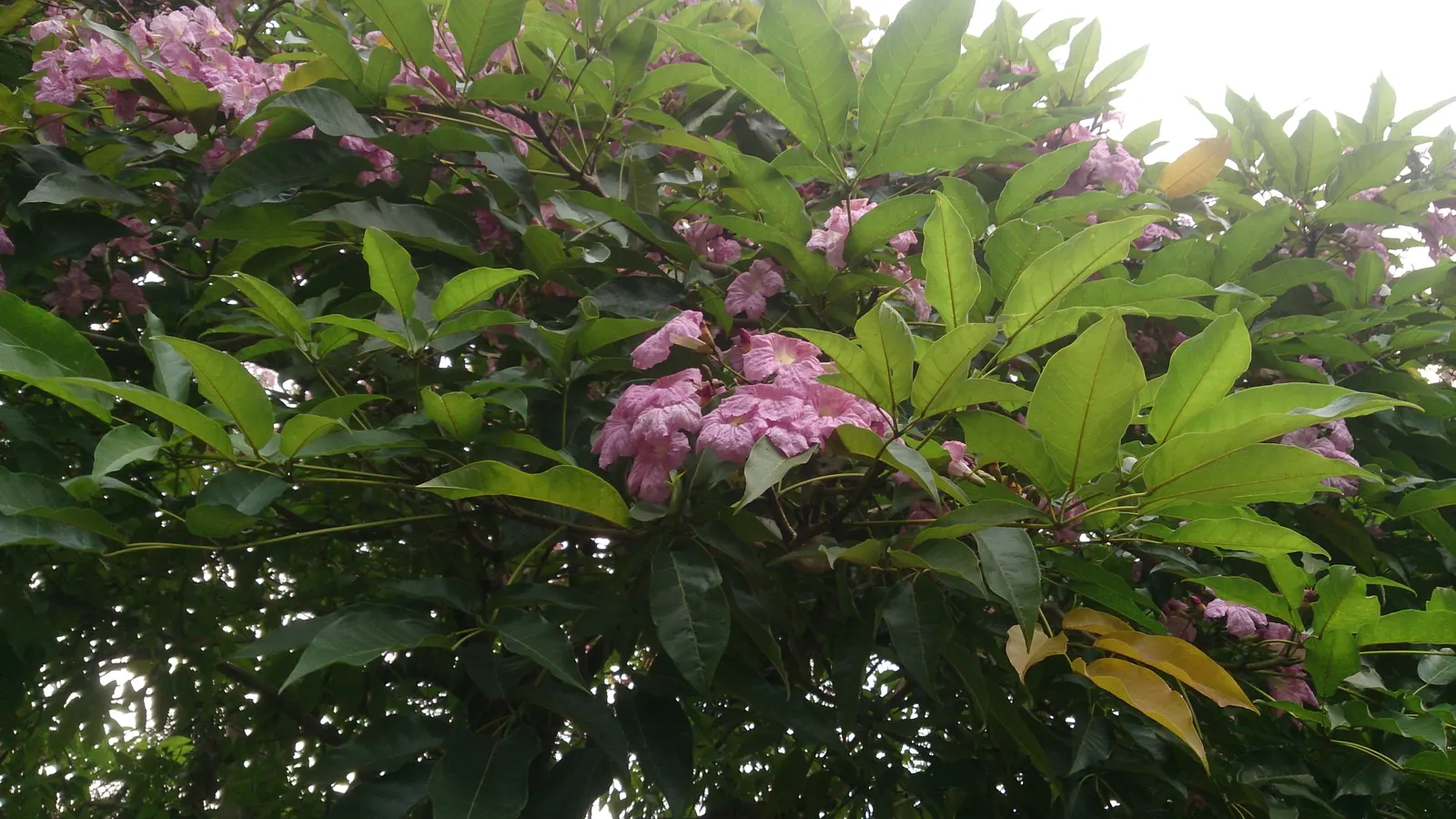 Pink Trumpet Tree (Tabebuia Impetiginosa) — It is adaptable to a wide range of soil conditions, provided that there is adequate drainage; regular, image 97