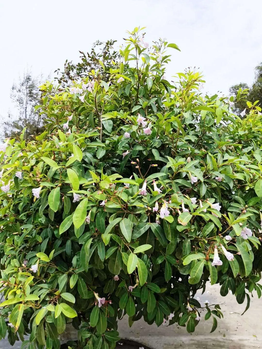 Pink Trumpet Tree (Tabebuia Impetiginosa) — this species boasts a moderate growth rate and a broad; prefers well-drained soil, full sun exposure, image 93