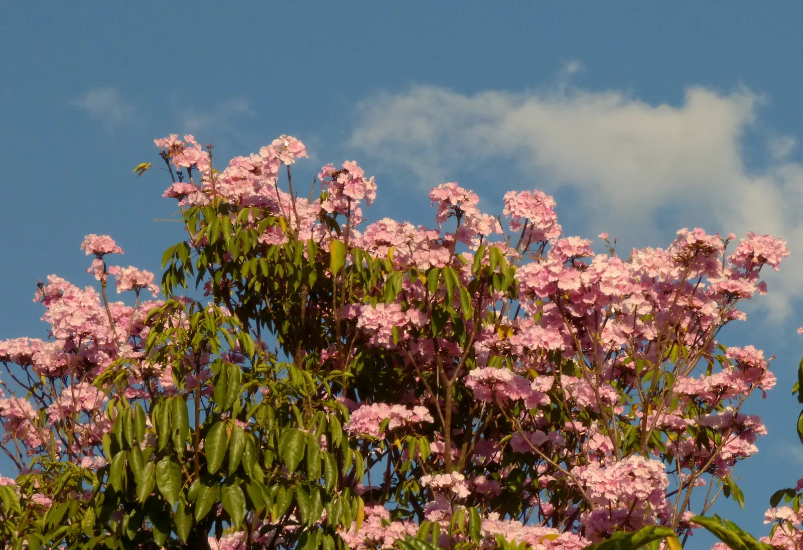 Pink Trumpet Tree (Tabebuia Impetiginosa) — taking into account its eventual width to avoid overcrowding; typically with five leaflets, image 99