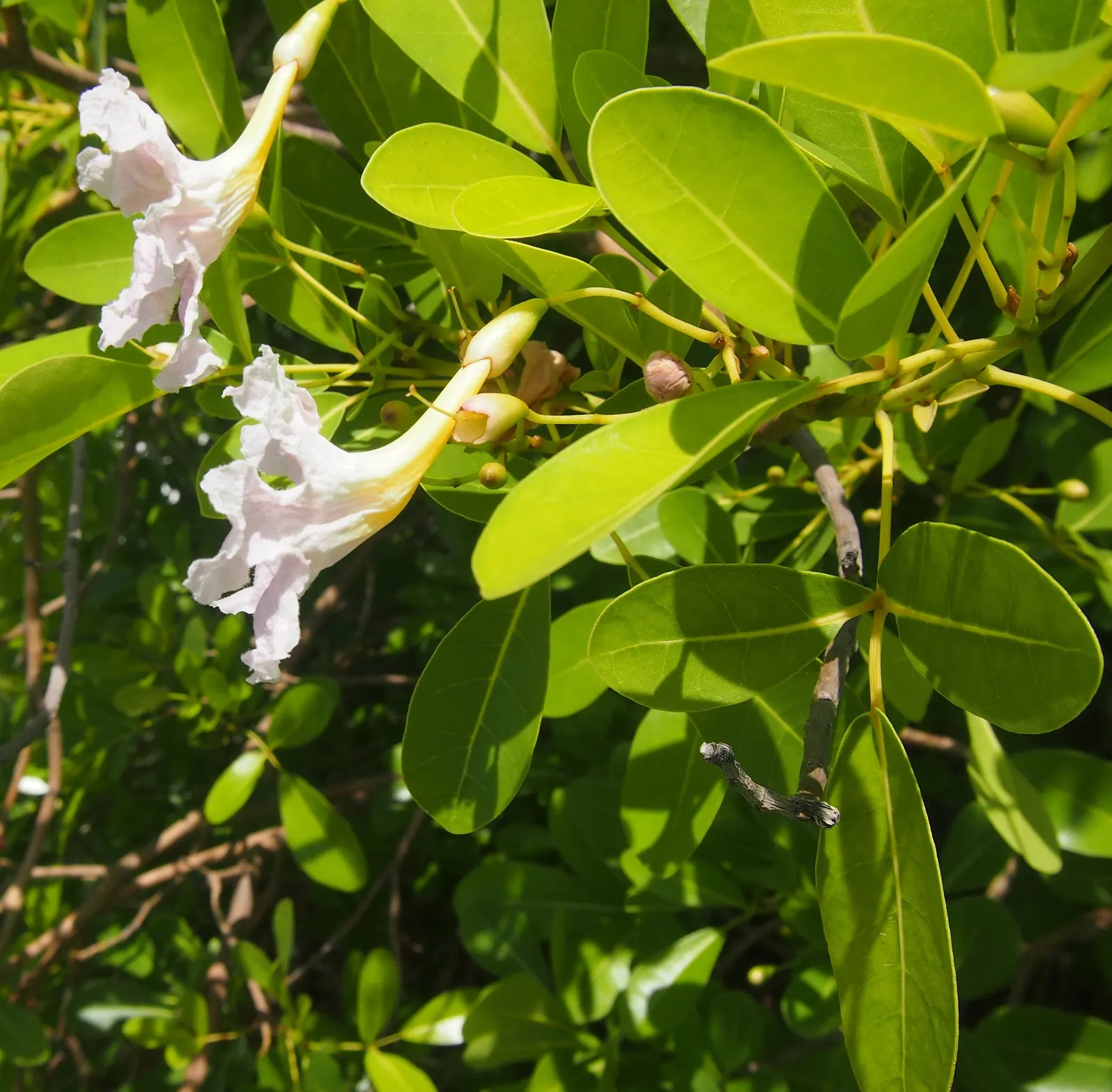 Pink Trumpet Tree (Tabebuia Impetiginosa) — Reaching up to 50 feet, it displays a moderate growth rate and a spreading canopy of roughly 25 to 35 feet