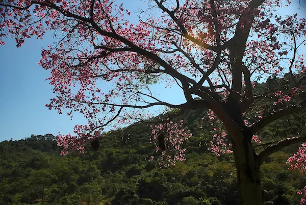 Pink Trumpet Tree (Tabebuia Impetiginosa) — Reaching up to 50 feet, it displays a moderate growth rate and a spreading canopy of roughly 25 to 35, image 137