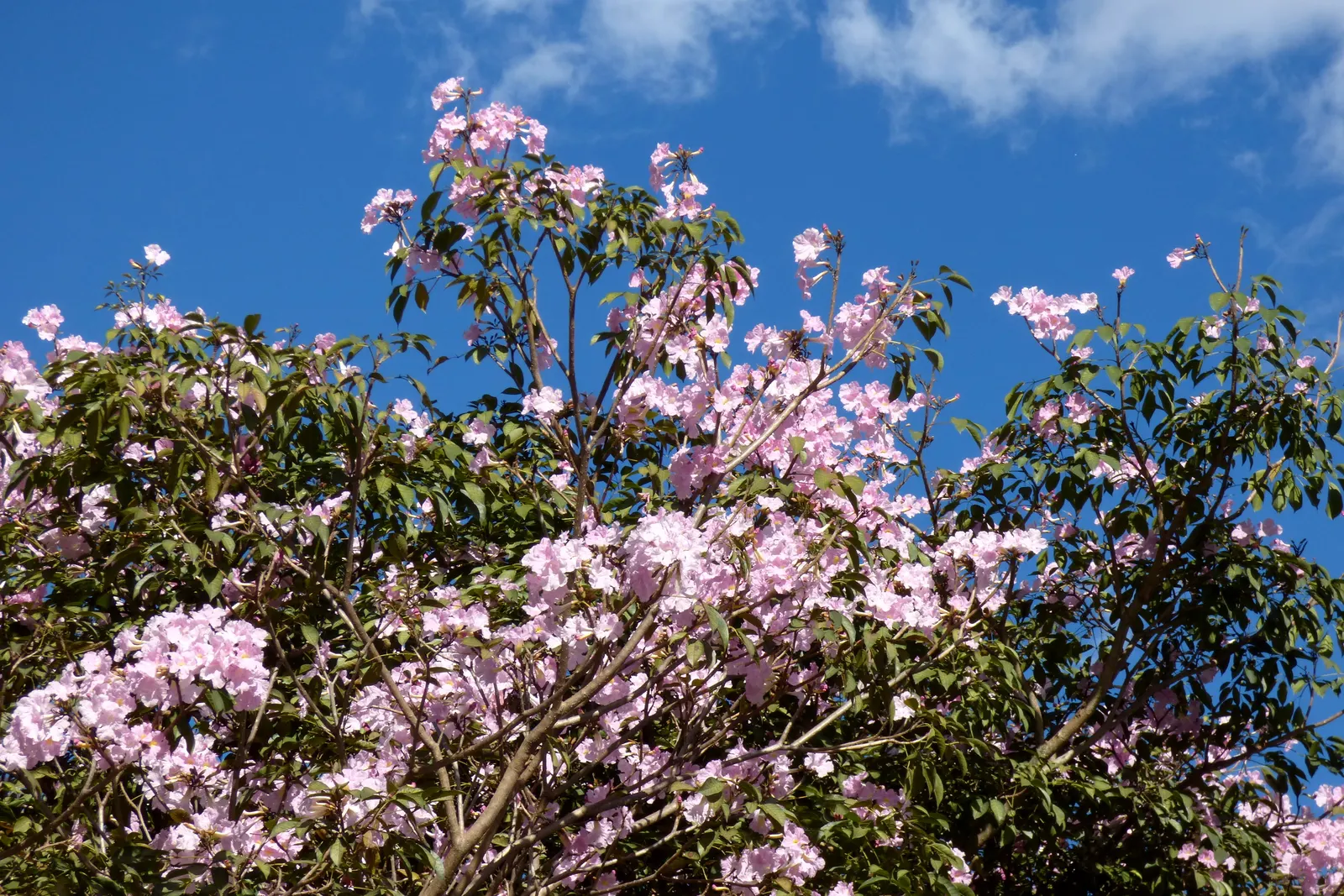 Pink Trumpet Tree (Tabebuia Impetiginosa) — Each flower spans roughly 2 to 3 inches, image 94