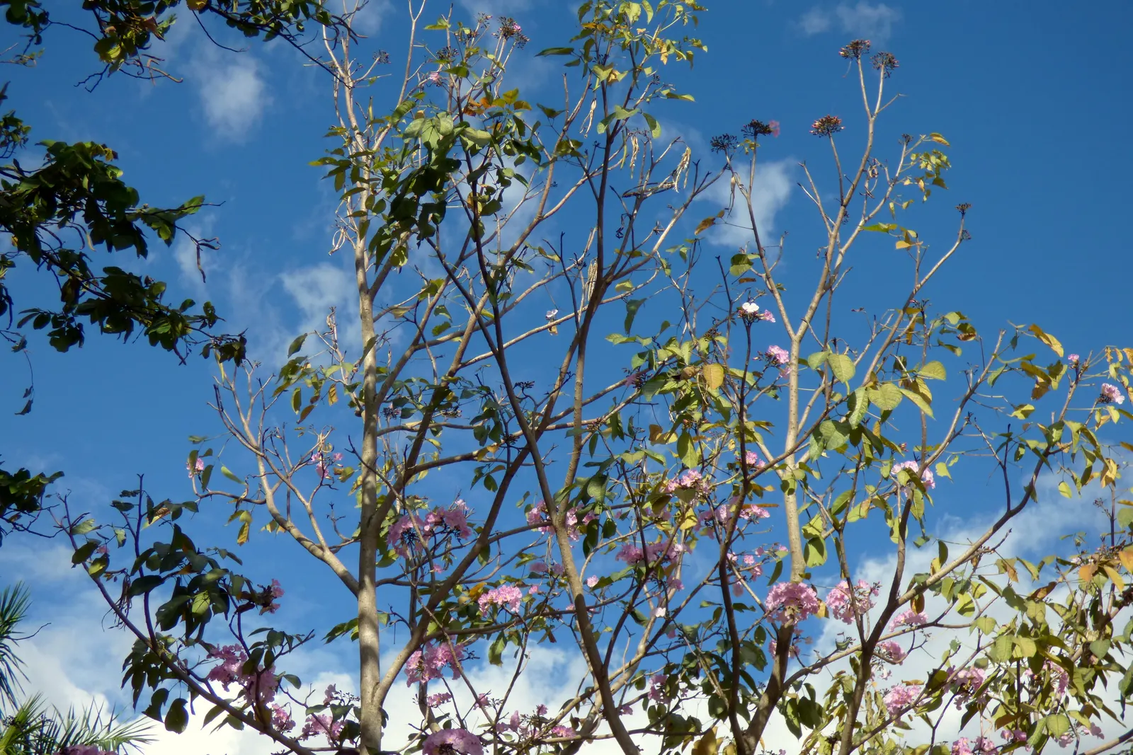 Pink Trumpet Tree (Tabebuia Impetiginosa) — which are deep green throughout the growing season and can grow up to 6 to 8 inches long; is a, image 96
