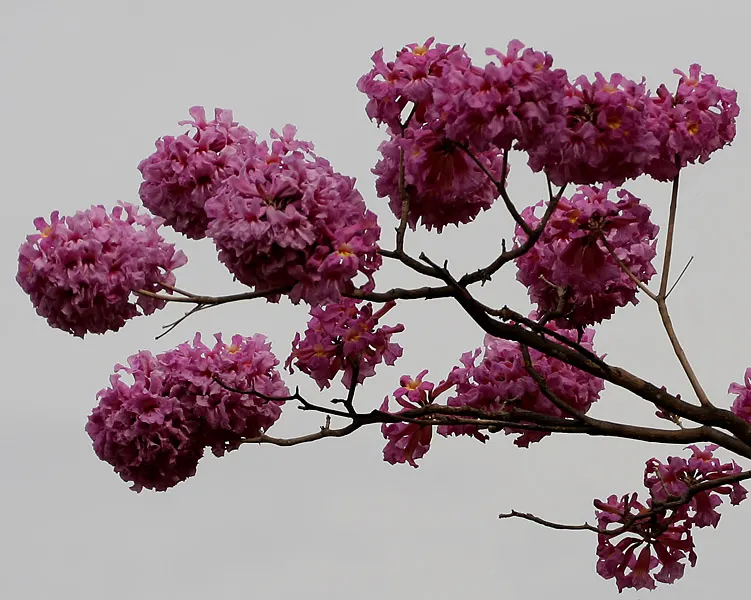 Pink Trumpet Tree (Tabebuia Impetiginosa) — multi-colored and pink flowers in the garden