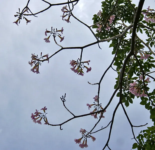 Pink Trumpet Tree (Tabebuia Impetiginosa) — Ideal for statement pieces in large areas, providing shade and spectacular seasonal color; reaching up to 50 feet