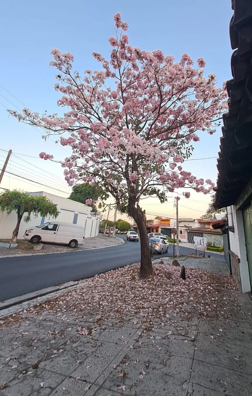 Pink Trumpet Tree (Tabebuia Impetiginosa) — scientific name Tabebuia impetiginosa; multi-colored and pink flowers in the garden, image 90