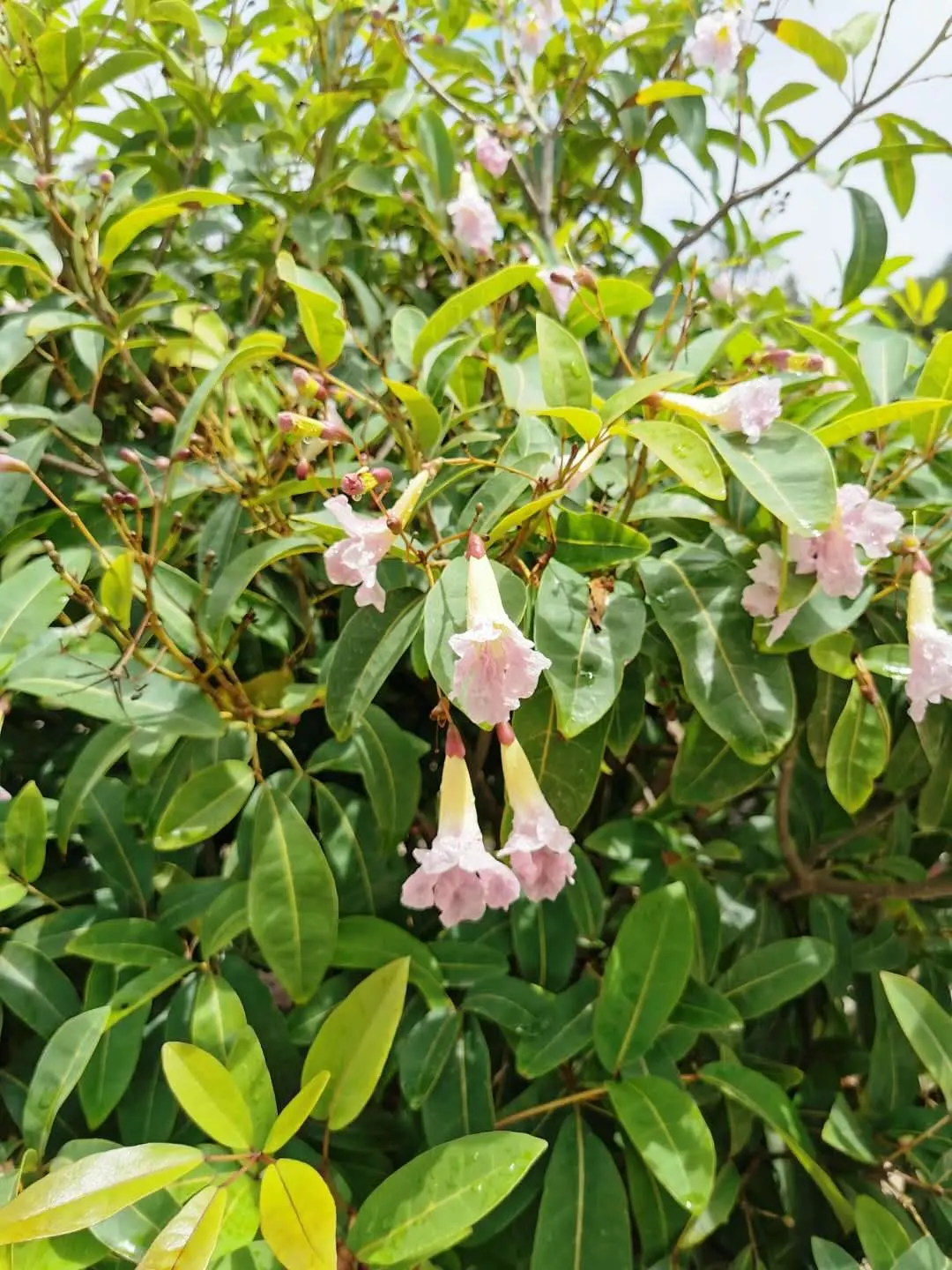 Pink Trumpet Tree (Tabebuia Impetiginosa) — is a picturesque deciduous tree renowned for its showy floral display; scientific name Tabebuia, image 91