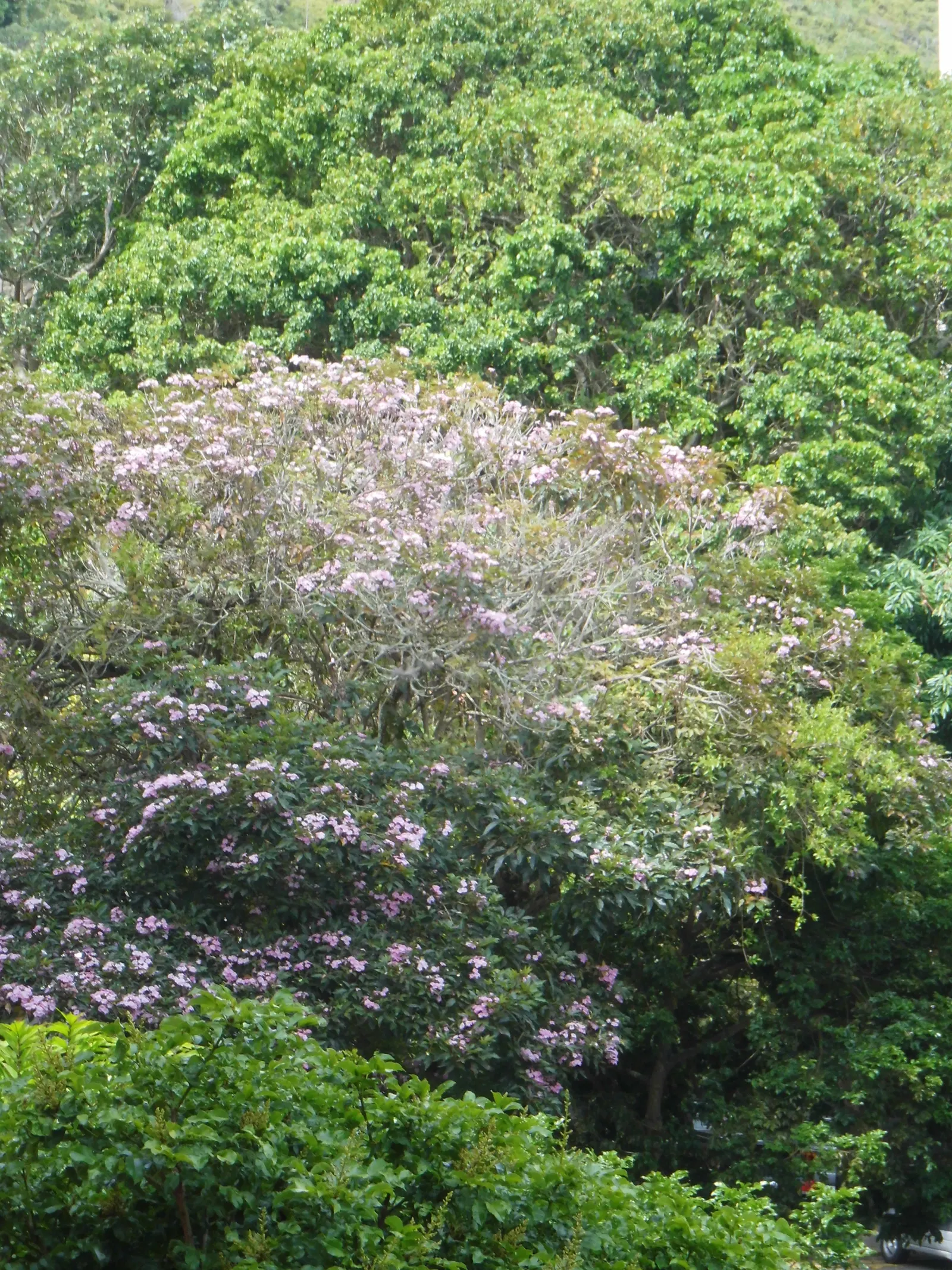 Pink Trumpet Tree (Tabebuia Impetiginosa) — Often growing to a height of 20 to 30 feet with a similar spread
