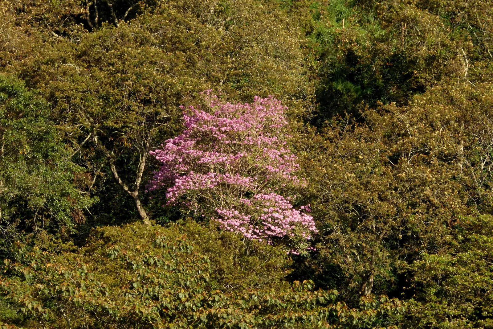 Pink Trumpet Tree (Tabebuia Impetiginosa) — multi-colored and pink flowers in the garden; tree for full or half, image 100