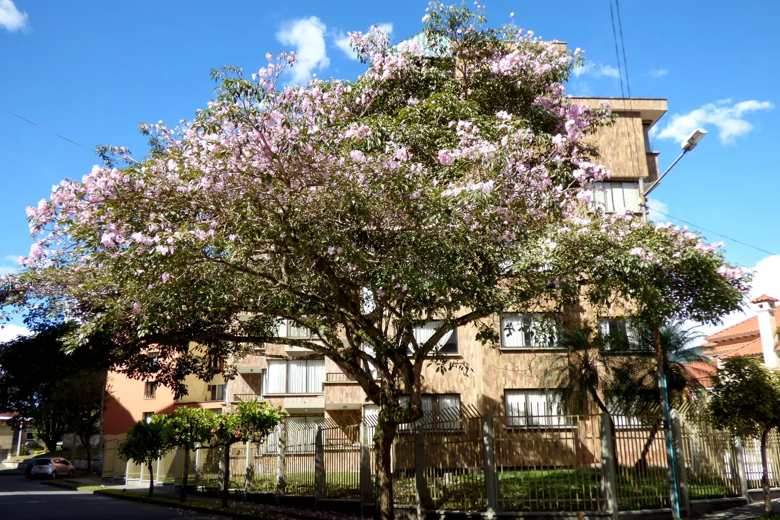 Pink Trumpet Tree (Tabebuia Impetiginosa) — this species boasts a moderate growth rate and a broad; prefers well-drained soil, full sun exposure, image 110