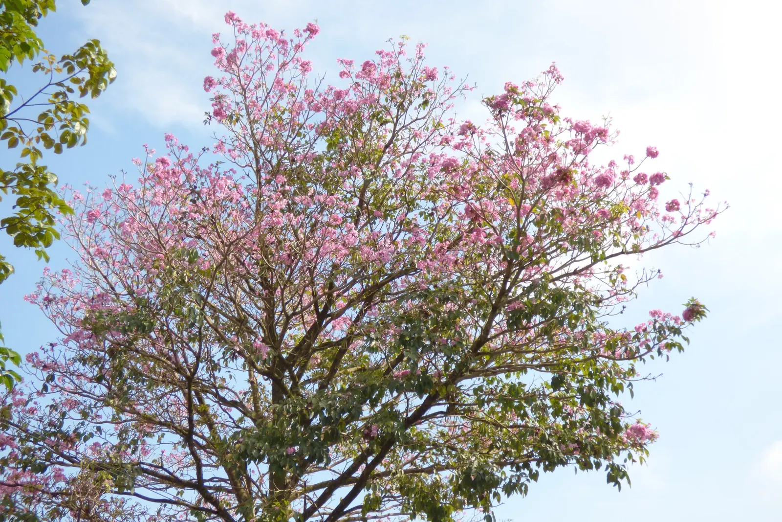Pink Trumpet Tree (Tabebuia Impetiginosa) — Prefers well-drained soil, full sun exposure, and is drought-tolerant once established