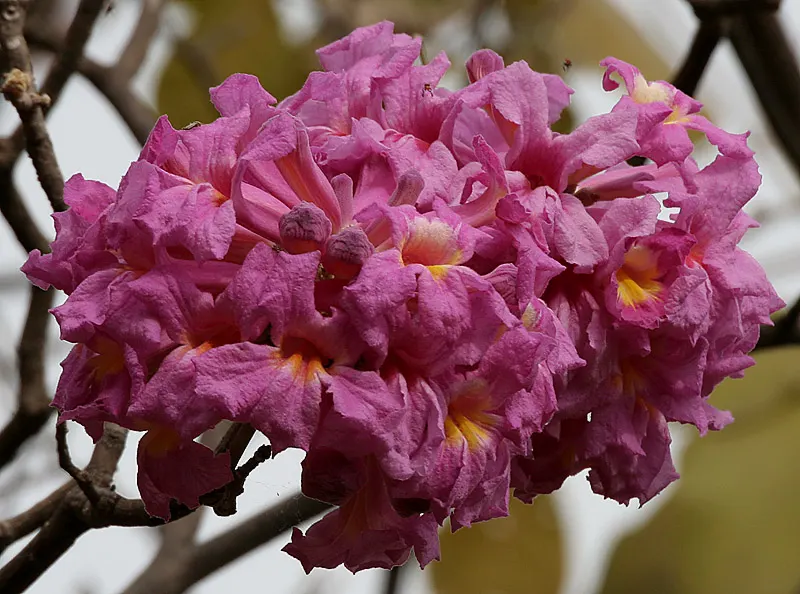 Pink Trumpet Tree (Tabebuia Impetiginosa) — Reaching up to 50 feet, it displays a moderate growth rate and a spreading canopy of roughly 25 to 35 feet; zones