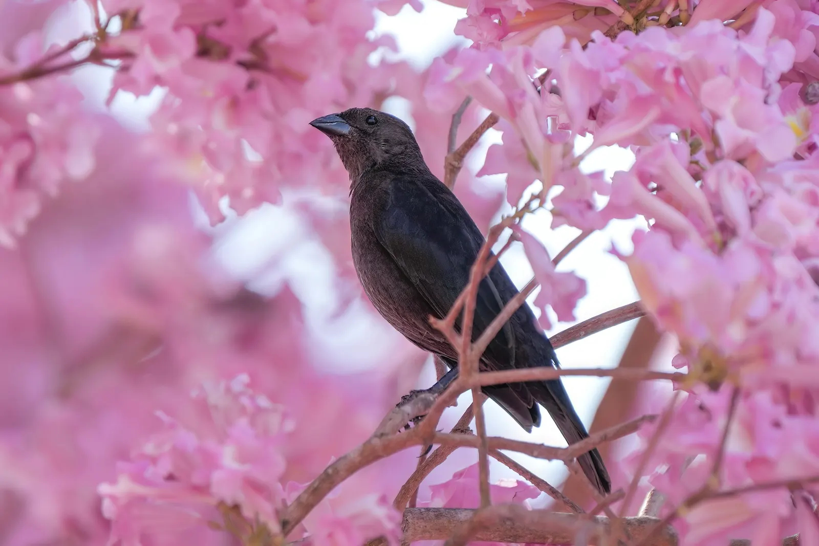 Pink Trumpet Tree (Tabebuia Impetiginosa) — is a picturesque deciduous tree renowned for its showy floral display; scientific name Tabebuia, image 125