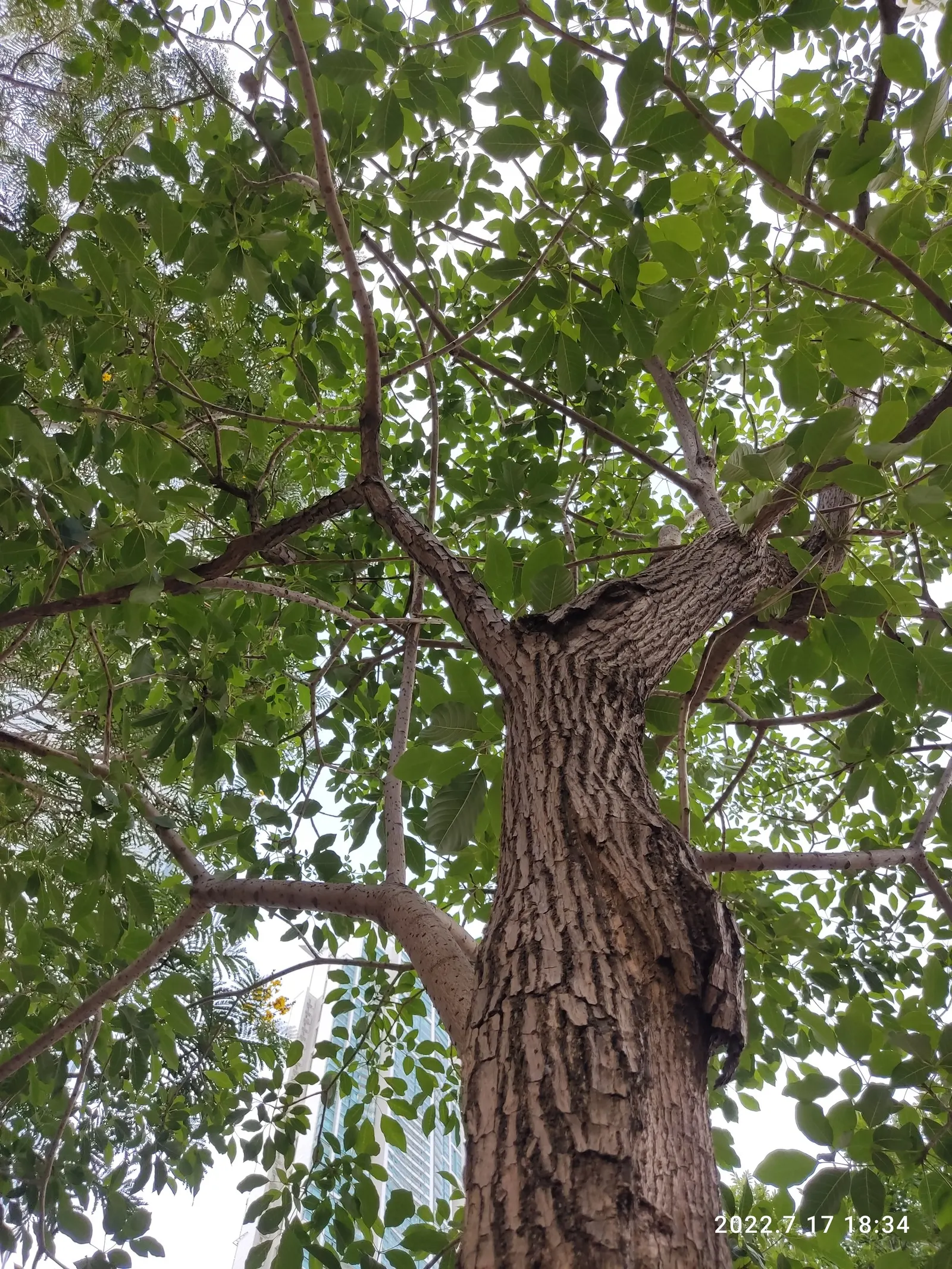 Pink Trumpet Tree (Tabebuia Impetiginosa) — Regular pruning may be necessary to maintain a strong structure, particularly when the tree is young, image 115