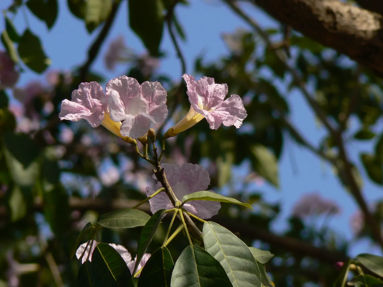 Pink Trumpet Tree (Tabebuia Impetiginosa) — scientific name Tabebuia impetiginosa; multi-colored and pink flowers in the garden