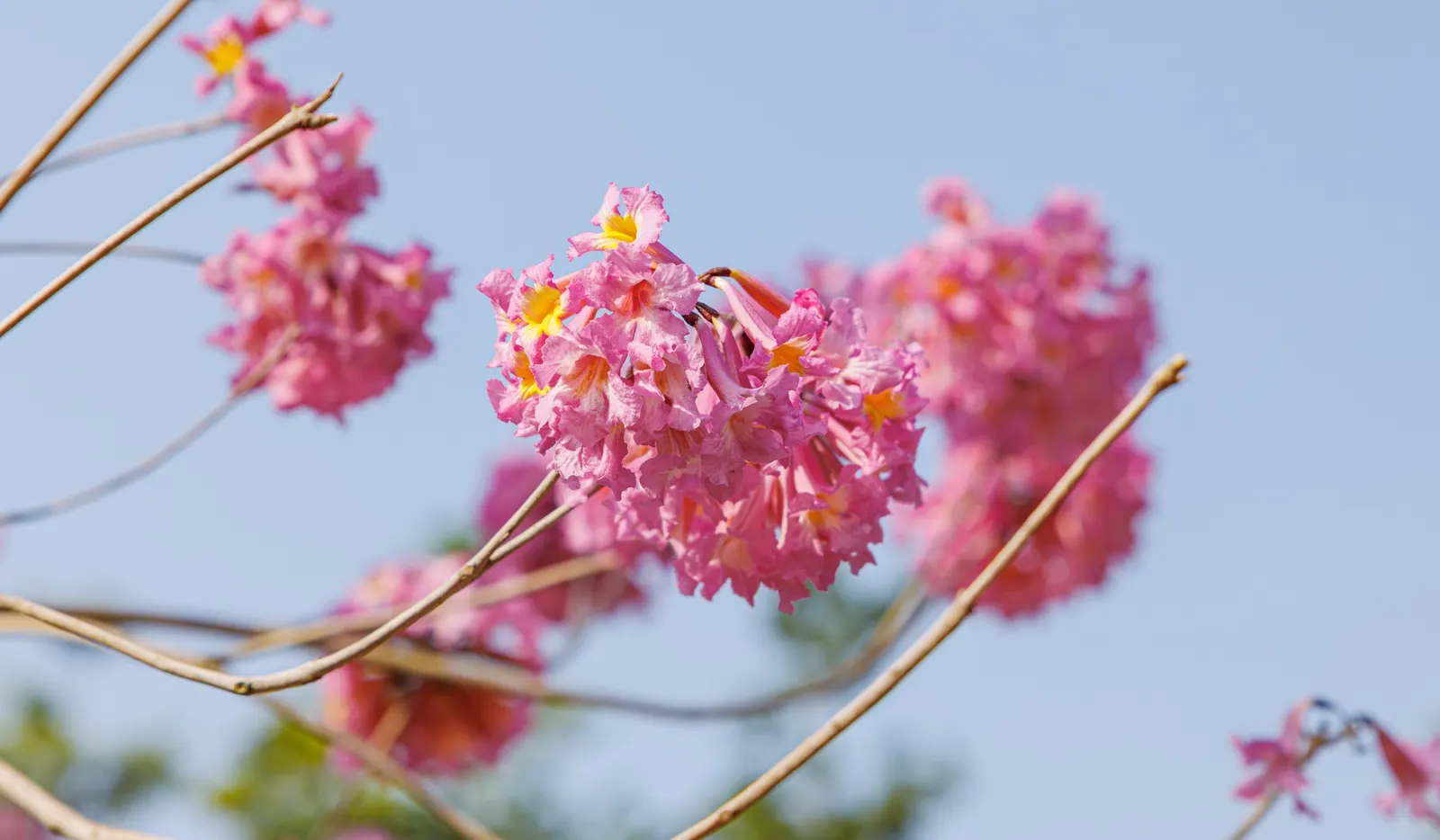 Pink Trumpet Tree (Tabebuia Impetiginosa) — taking into account its eventual width to avoid overcrowding; typically with five leaflets, image 116