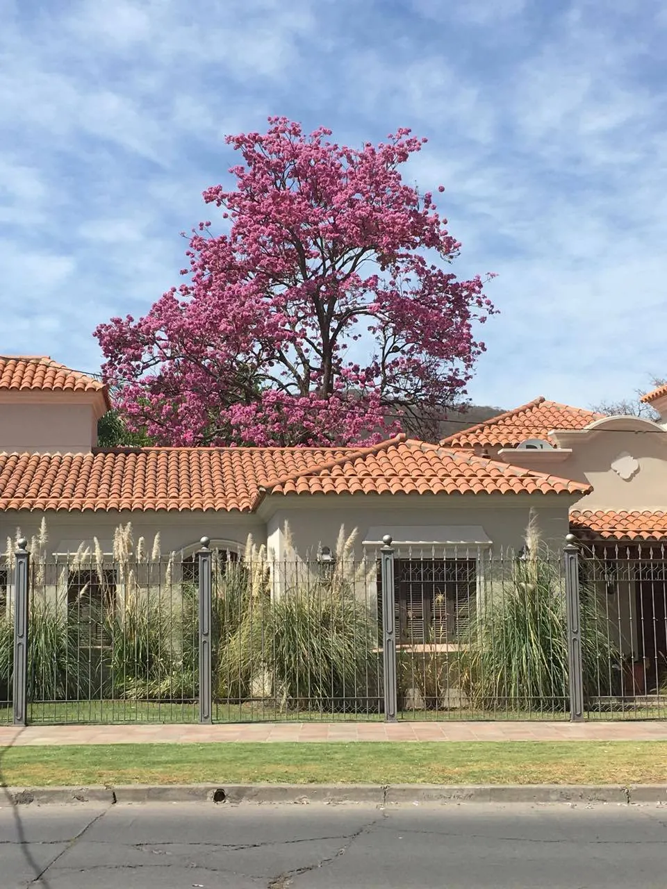 Pink Trumpet Tree (Tabebuia Impetiginosa) — Prefers well-drained soil, full sun exposure, and is drought-tolerant once established; which are deep, image 155