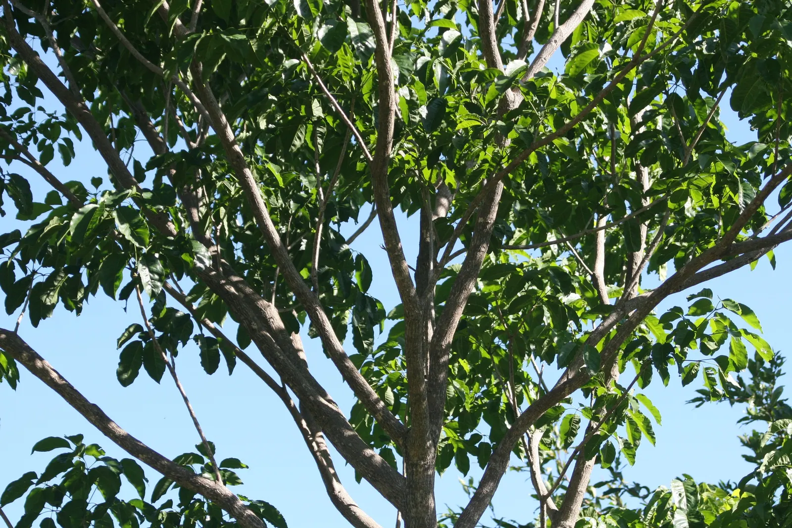 Pink Trumpet Tree (Tabebuia Impetiginosa) — Reaching up to 50 feet, it displays a moderate growth rate and a spreading canopy of roughly 25 to 35, image 154