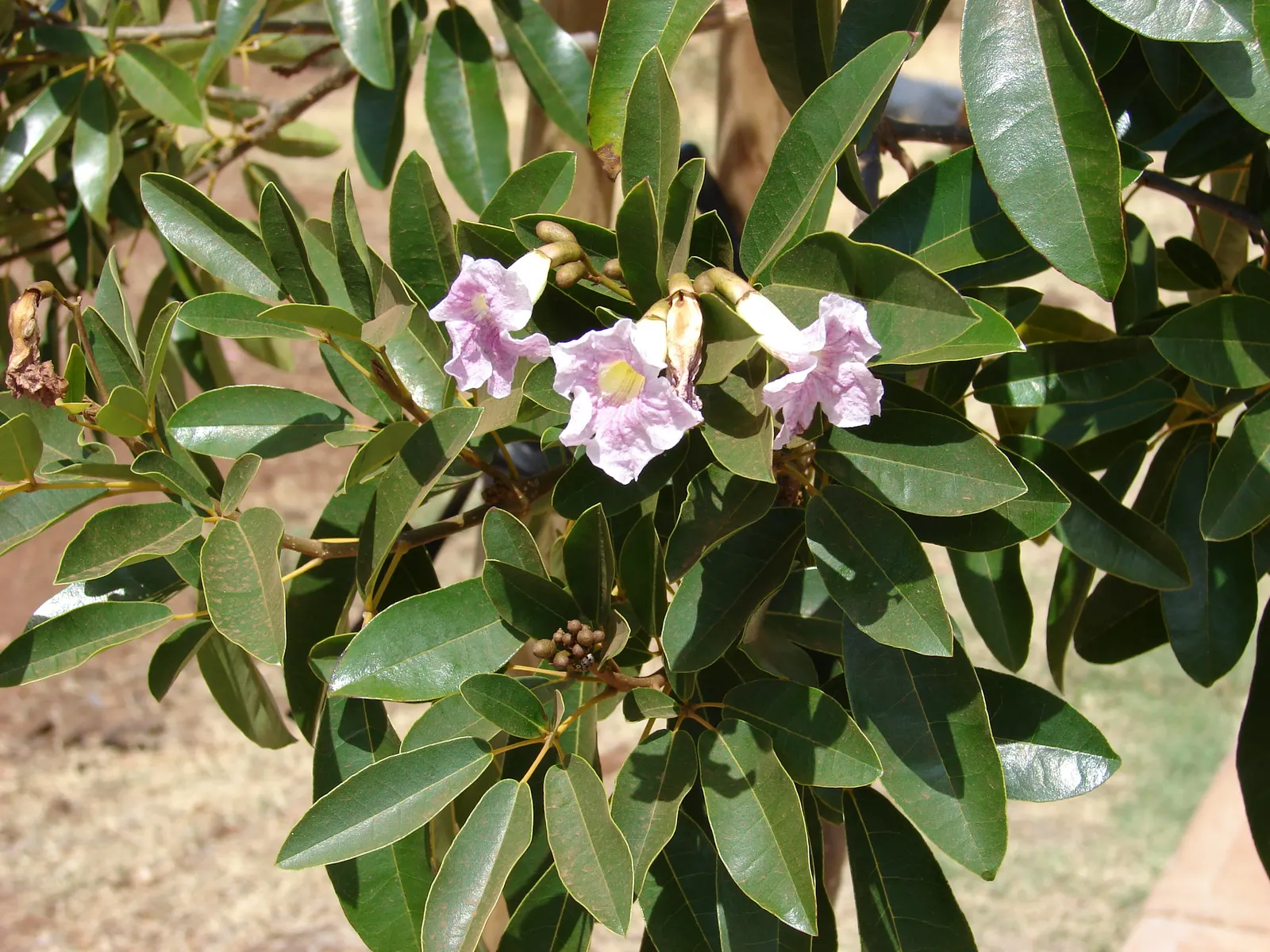 Pink Trumpet Tree (Tabebuia Impetiginosa) — tree for full or half; taking into account its eventual width to avoid overcrowding, image 51