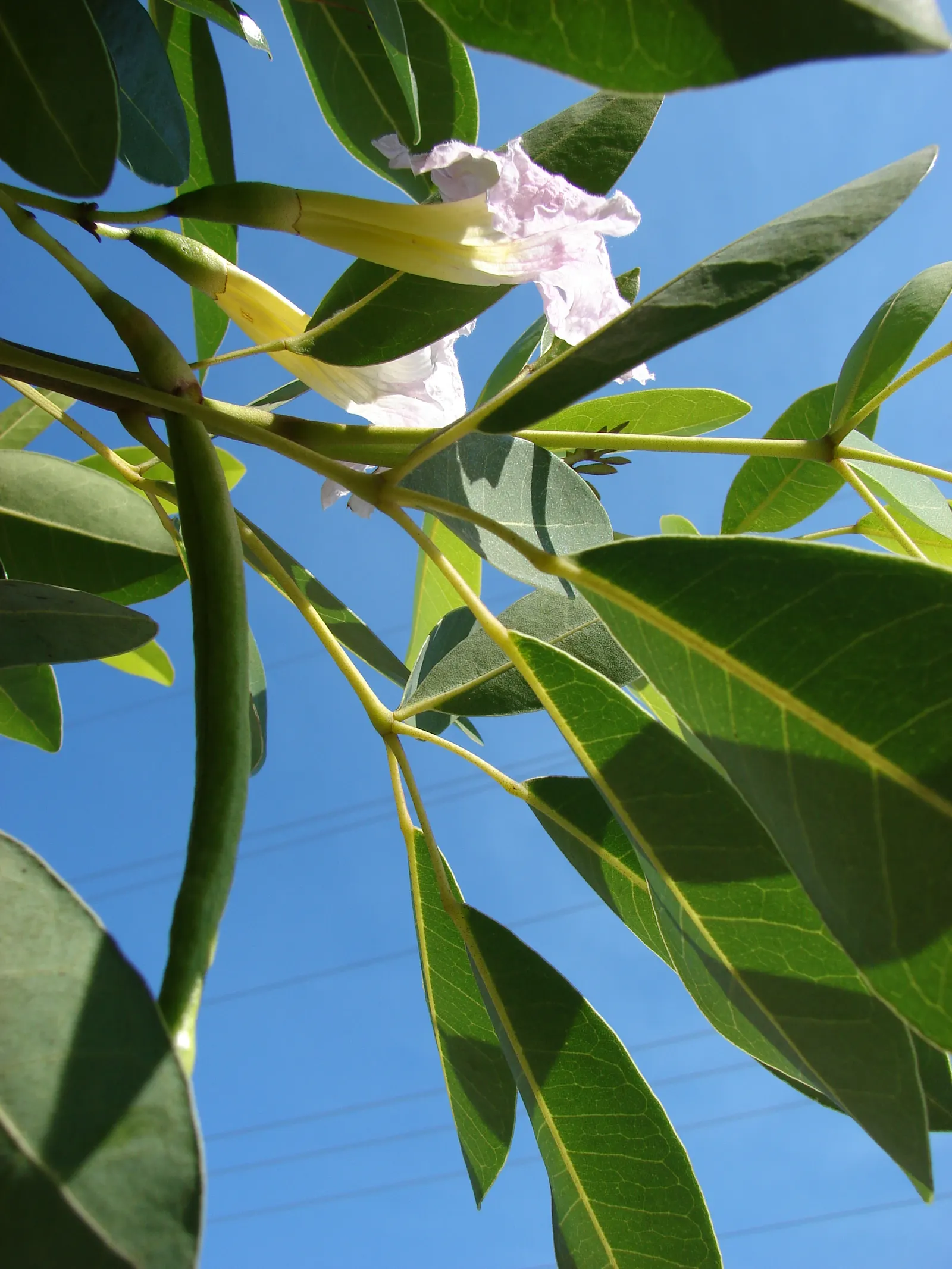 Pink Trumpet Tree (Tabebuia Impetiginosa) — taking into account its eventual width to avoid overcrowding; typically with five leaflets, image 65