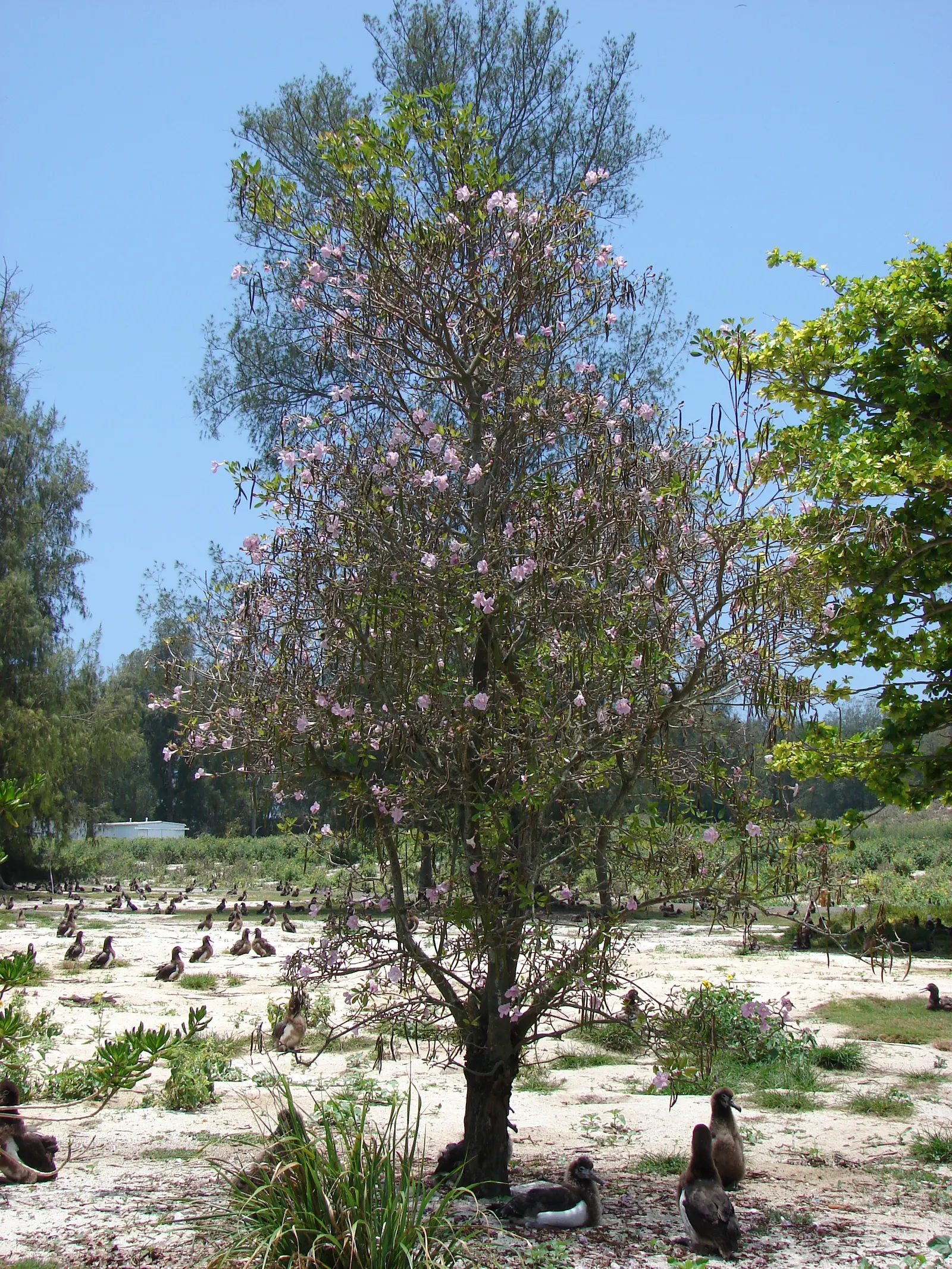 Pink Trumpet Tree (Tabebuia Impetiginosa) — scientific name Tabebuia impetiginosa; multi-colored and pink flowers in the garden, image 39