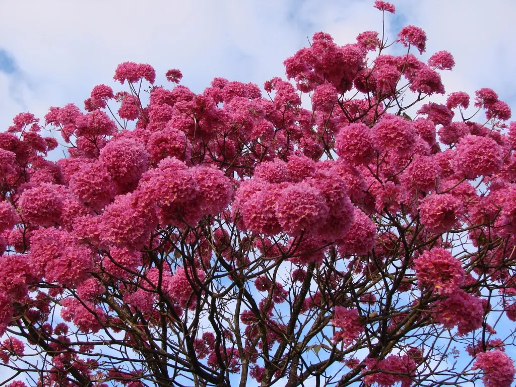 Pink Trumpet Tree (Tabebuia Impetiginosa) — Regular pruning may be necessary to maintain a strong structure, particularly when the tree is young, image 132