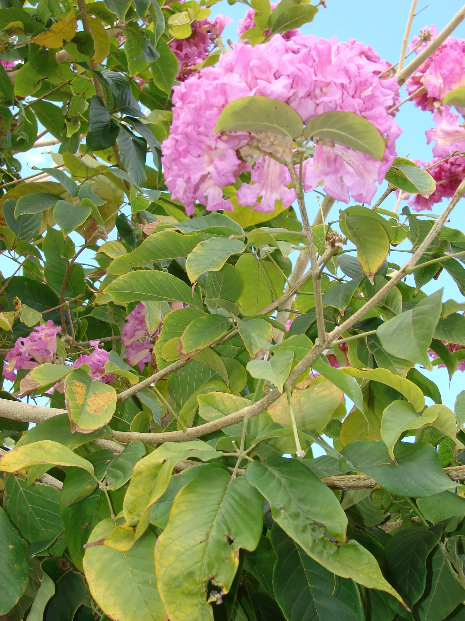Pink Trumpet Tree (Tabebuia Impetiginosa) — scientific name Tabebuia impetiginosa; multi-colored and pink flowers in the garden, image 124