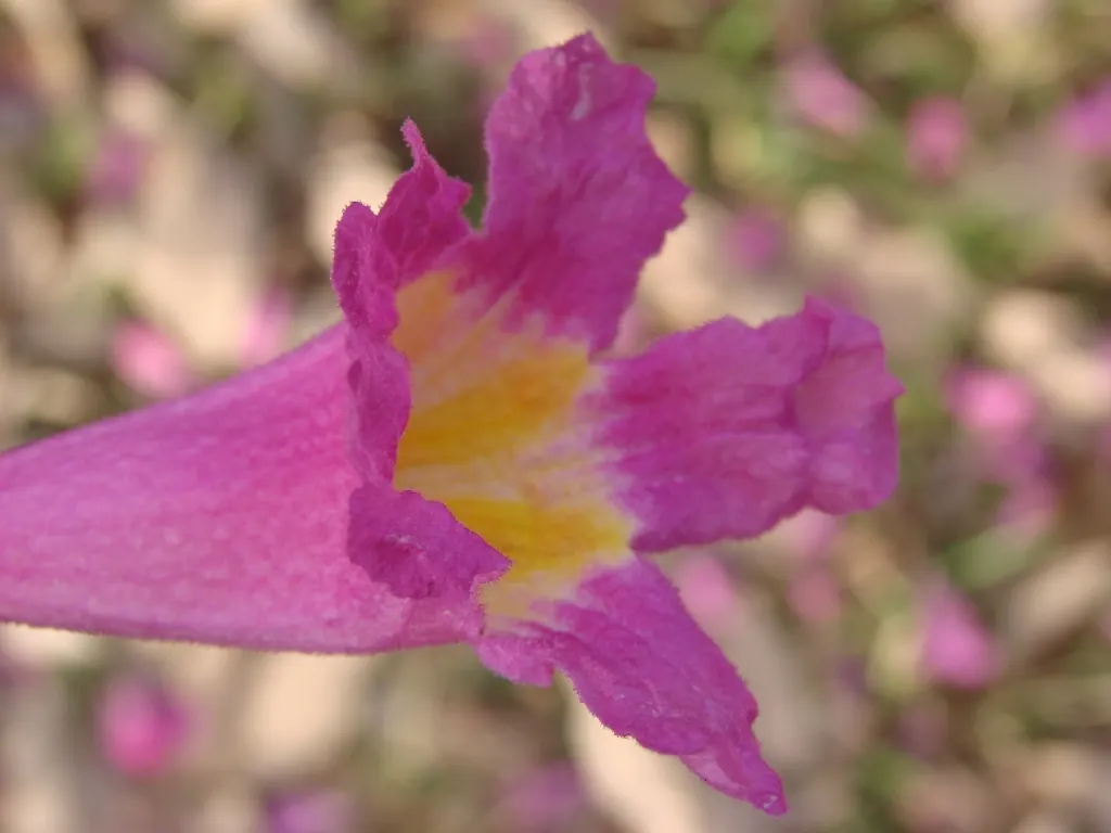 Pink Trumpet Tree (Tabebuia Impetiginosa) — typically with five leaflets; tree with multi-colored and pink blooms, image 163