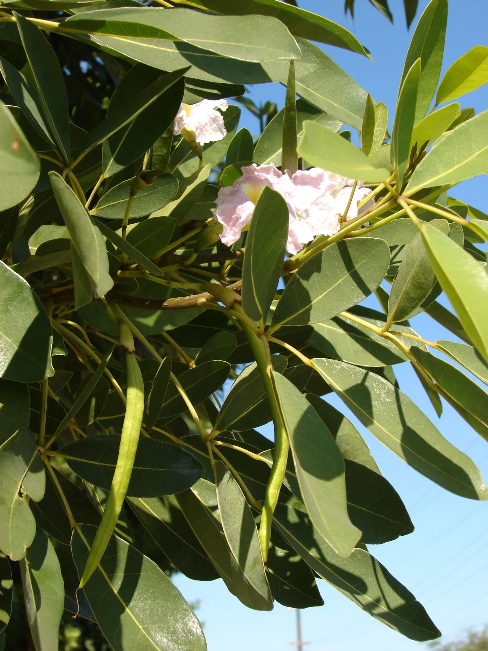 Pink Trumpet Tree (Tabebuia Impetiginosa) — typically with five leaflets; tree with multi-colored and pink blooms, image 44