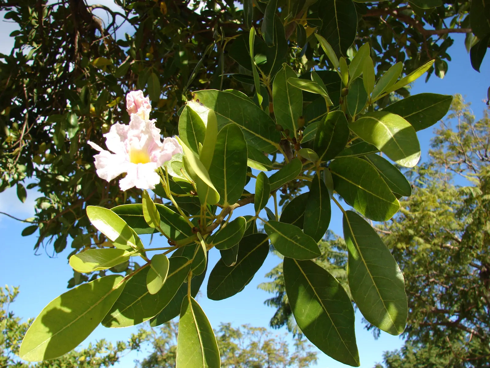 Pink Trumpet Tree (Tabebuia Impetiginosa) — tree with multi-colored and pink blooms; often growing to a height of 20 to 30 feet with a similar, image 67