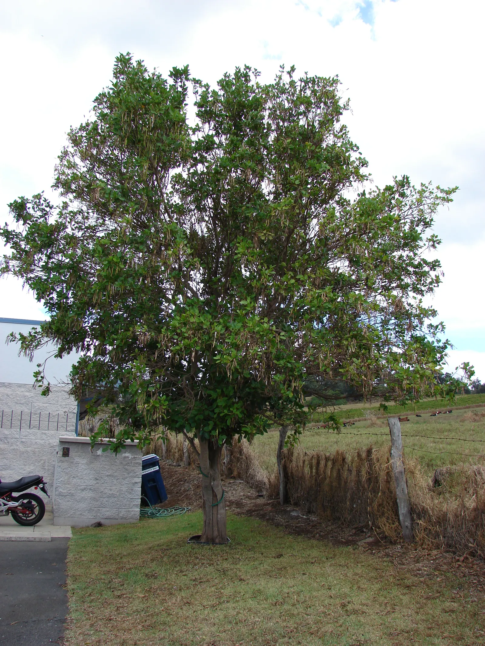 Pink Trumpet Tree (Tabebuia Impetiginosa) — Reaching up to 50 feet, it displays a moderate growth rate and a spreading canopy of roughly 25 to 35, image 52