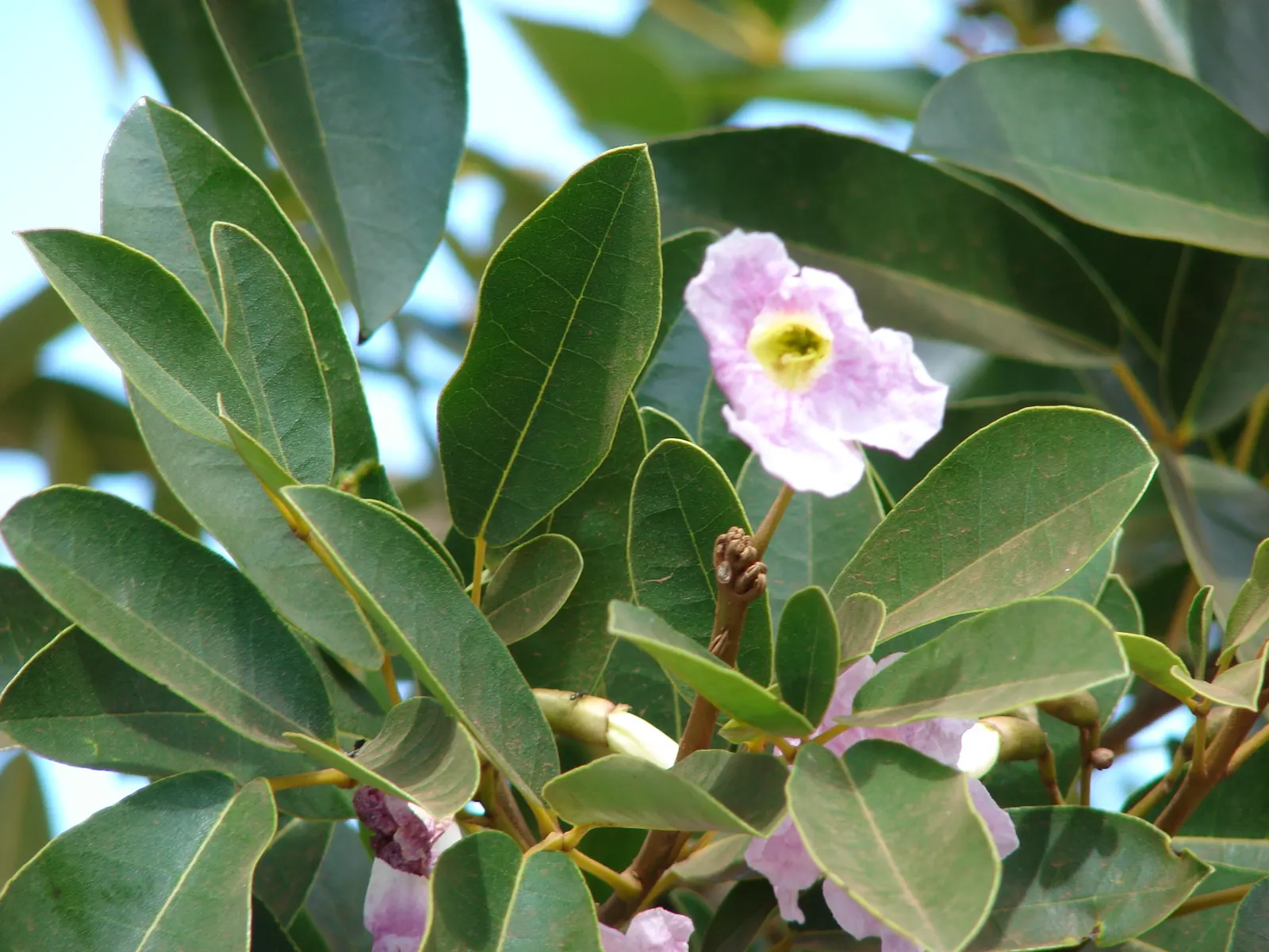 Pink Trumpet Tree (Tabebuia Impetiginosa) — tree for full or half; taking into account its eventual width to avoid overcrowding, image 68
