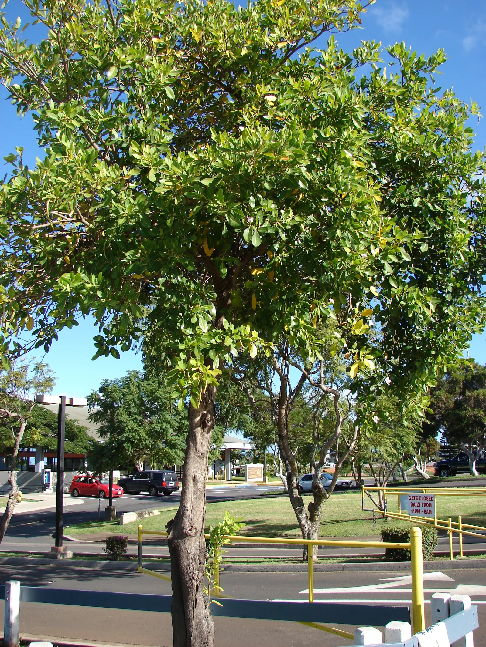 Pink Trumpet Tree (Tabebuia Impetiginosa) — It is adaptable to a wide range of soil conditions, provided that there is adequate drainage; regular, image 46
