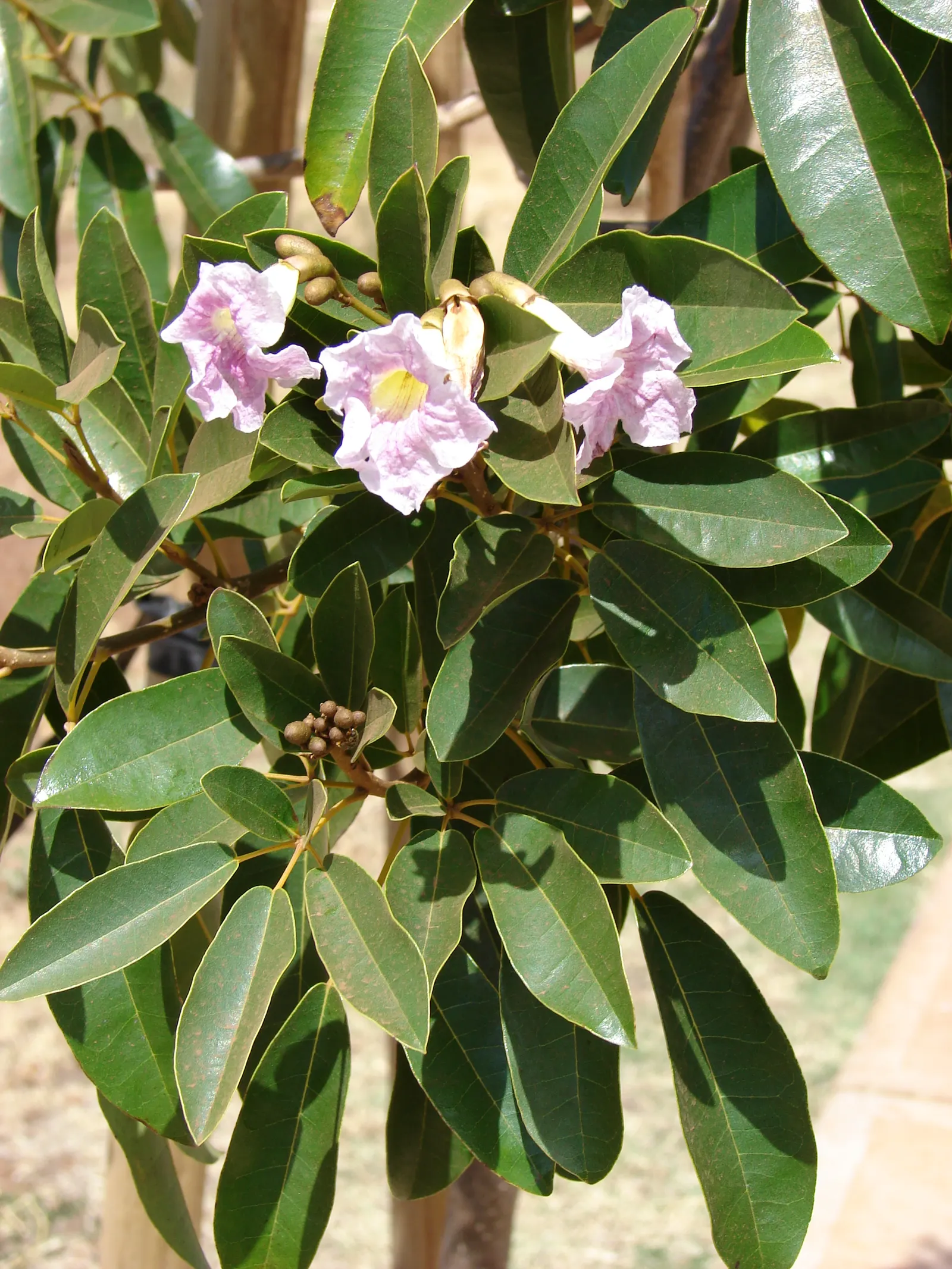Pink Trumpet Tree (Tabebuia Impetiginosa) — scientific name Tabebuia impetiginosa; multi-colored and pink flowers in the garden, image 56