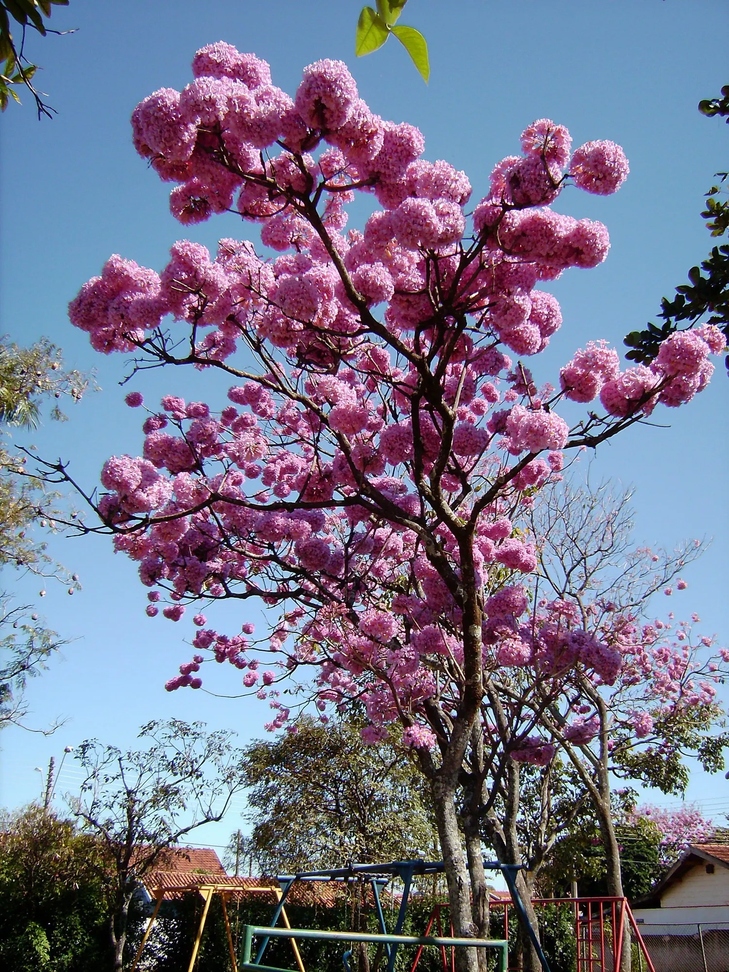 Pink Trumpet Tree (Tabebuia Impetiginosa) — taking into account its eventual width to avoid overcrowding; typically with five leaflets, image 150