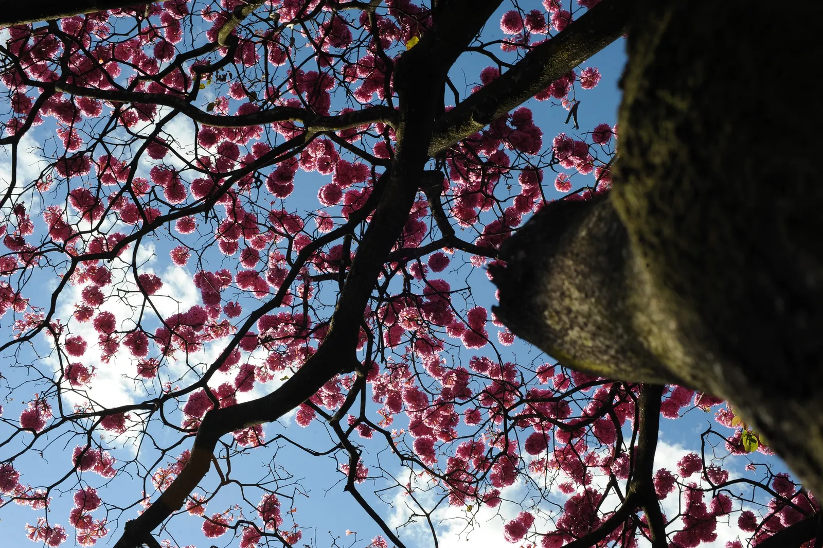 Pink Trumpet Tree (Tabebuia Impetiginosa) — It is adaptable to a wide range of soil conditions, provided that there is adequate drainage; regular, image 165