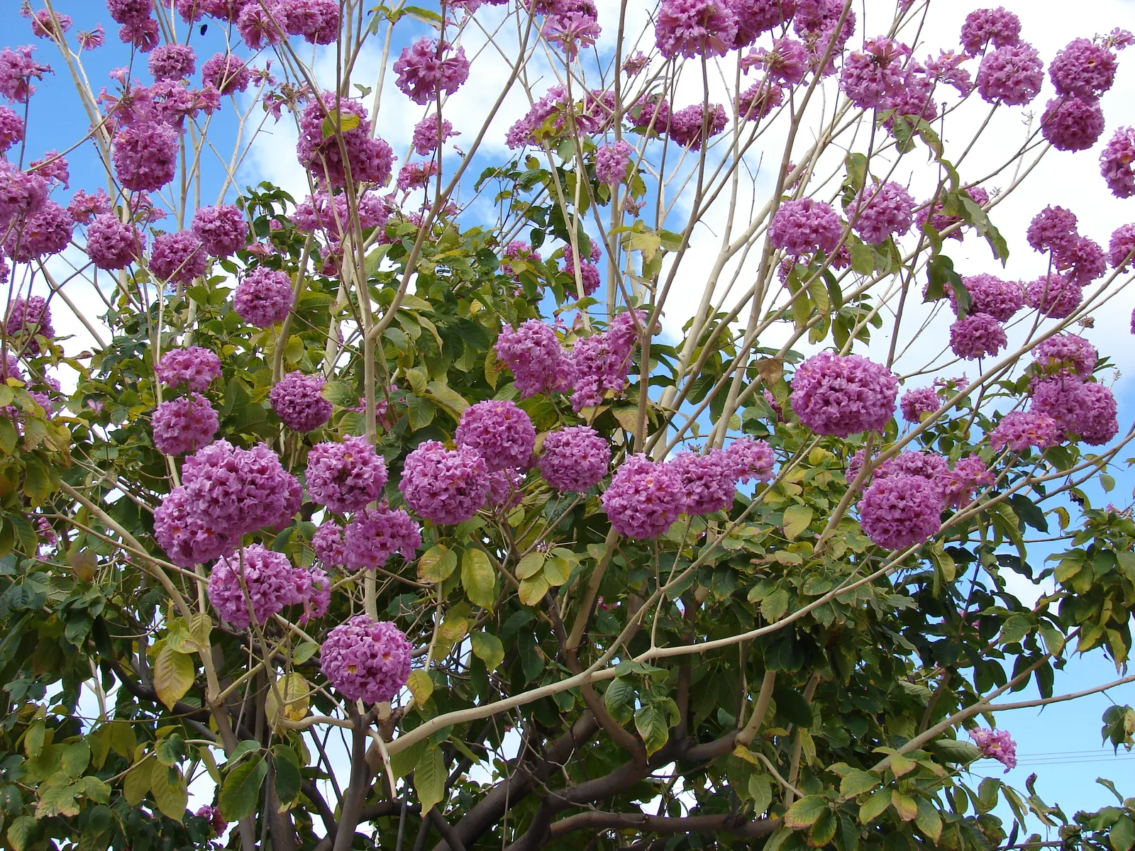 Pink Trumpet Tree (Tabebuia Impetiginosa) — typically with five leaflets; tree with multi-colored and pink blooms, image 112