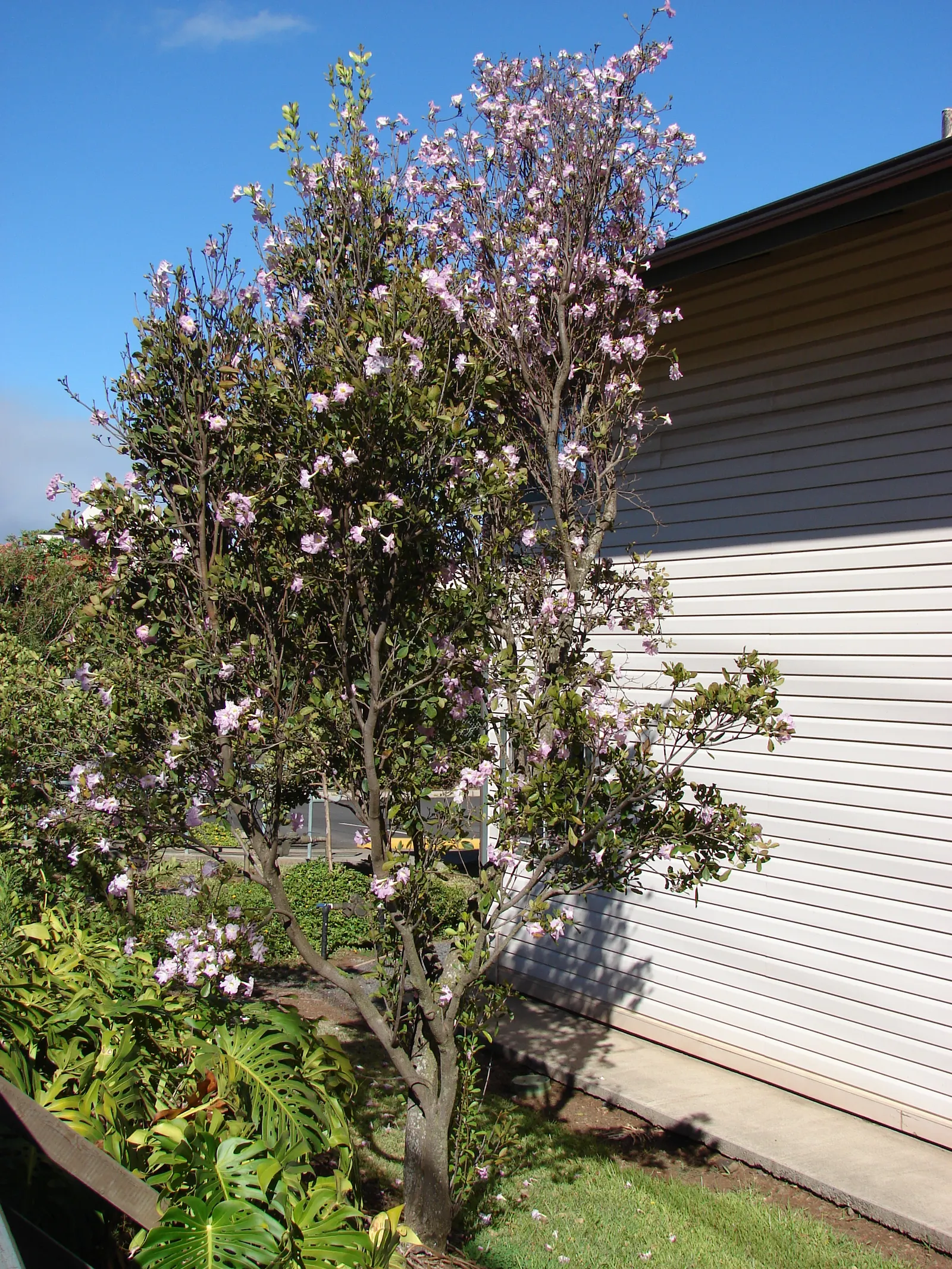 Pink Trumpet Tree (Tabebuia Impetiginosa) — Often growing to a height of 20 to 30 feet with a similar spread; it is adaptable to a wide range of, image 41