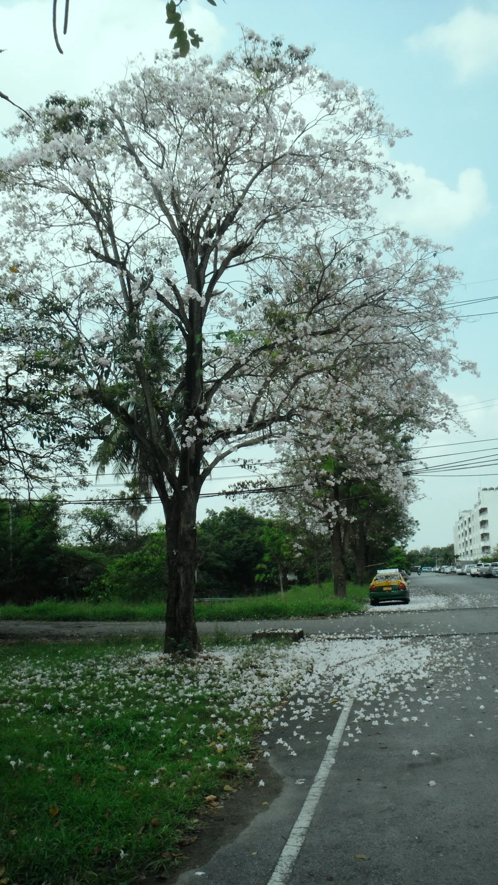 Pink Trumpet Tree (Tabebuia Impetiginosa) — Prefers well-drained soil, full sun exposure, and is drought-tolerant once established; which are deep, image 70