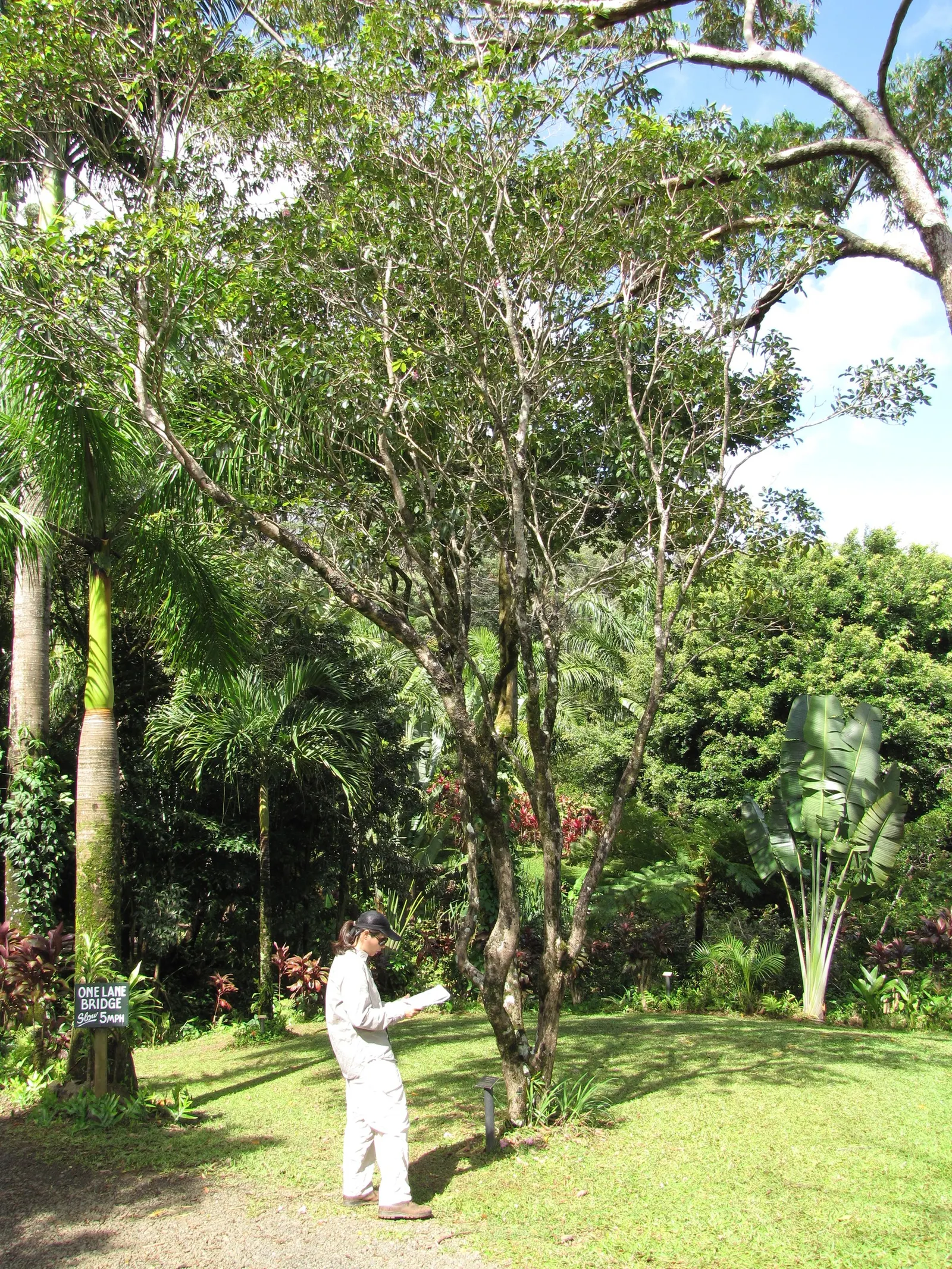 Pink Trumpet Tree (Tabebuia Impetiginosa) — multi-colored and pink flowers in the garden; tree for full or half