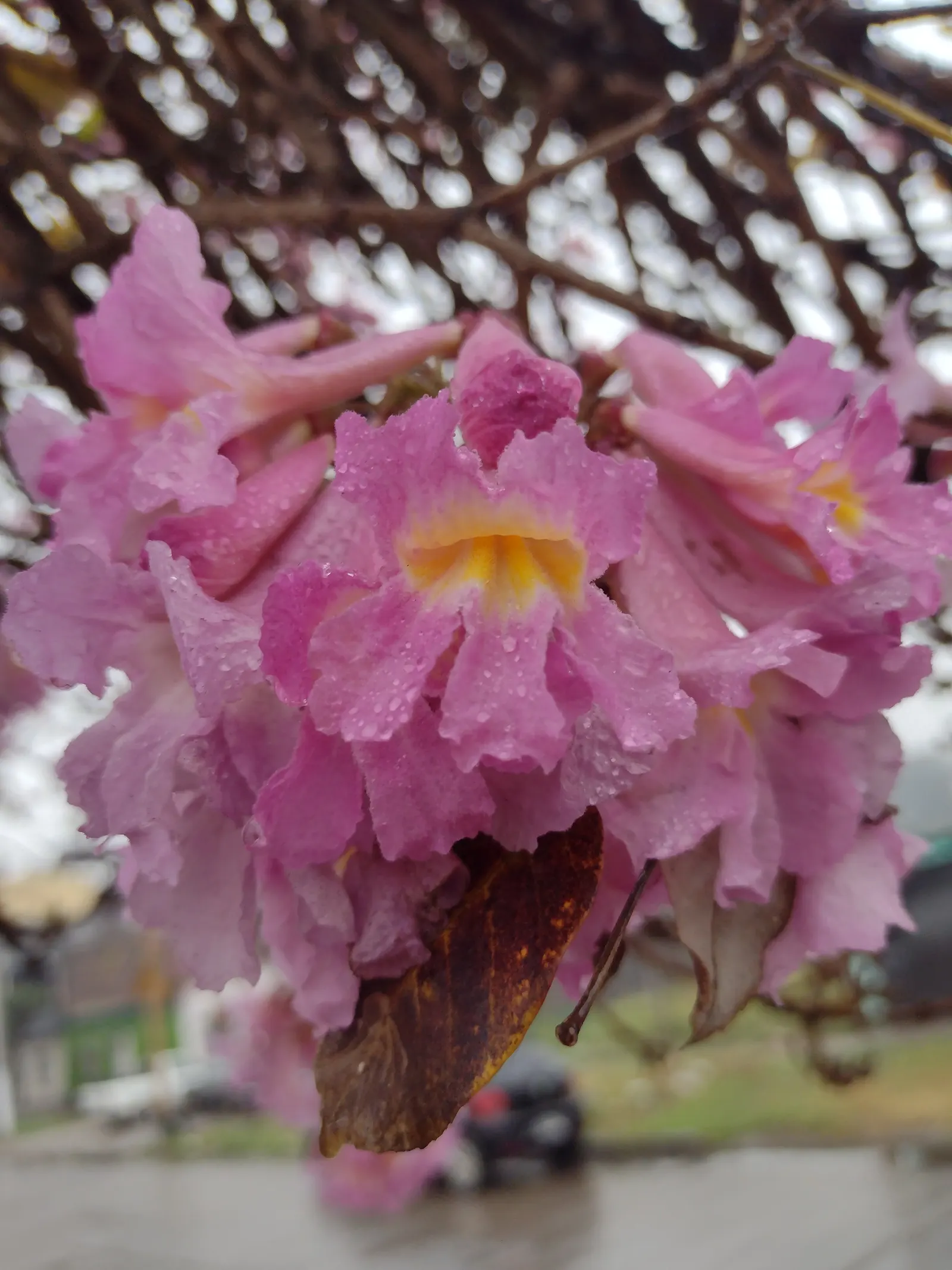 Pink Trumpet Tree (Tabebuia Impetiginosa) — is a picturesque deciduous tree renowned for its showy floral display; scientific name Tabebuia, image 108
