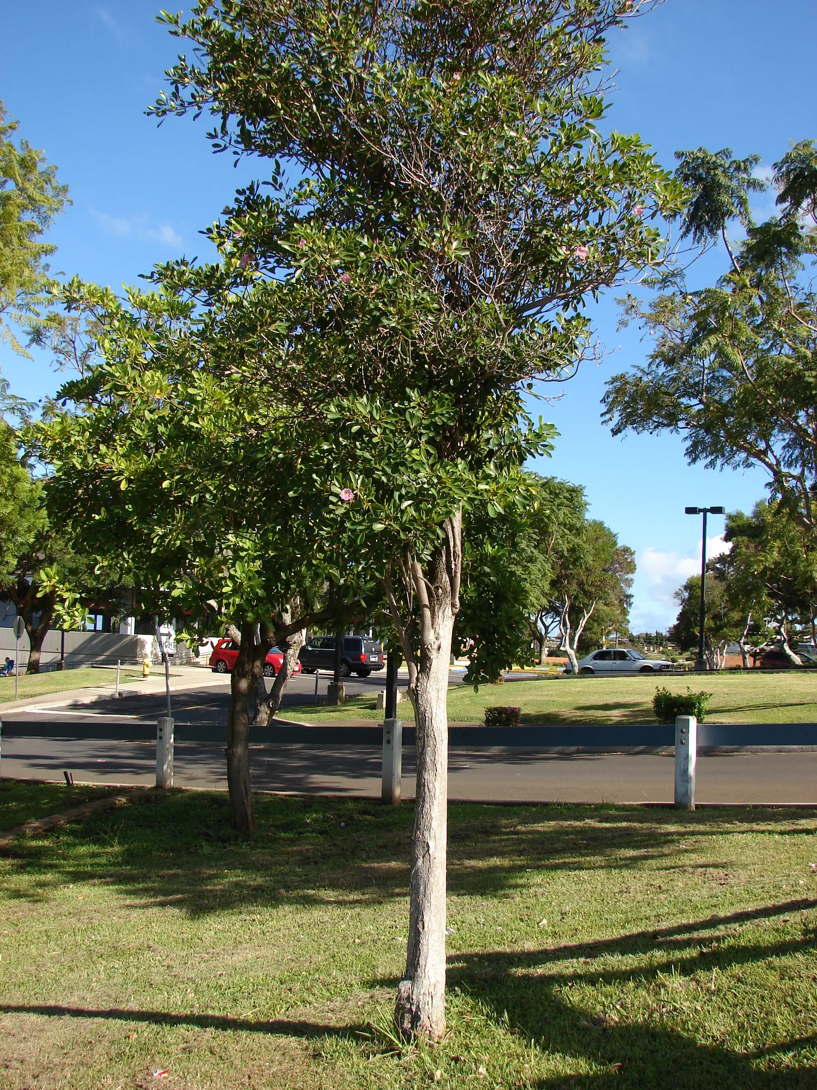 Pink Trumpet Tree (Tabebuia Impetiginosa) — Prefers well-drained soil, full sun exposure, and is drought-tolerant once established; which are deep, image 53