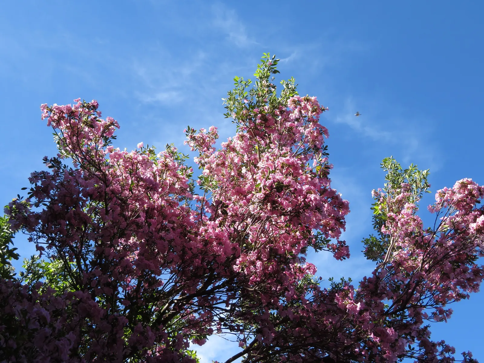 Pink Trumpet Tree (Tabebuia Impetiginosa) — Prefers well-drained soil, full sun exposure, and is drought-tolerant once established; which are deep, image 36