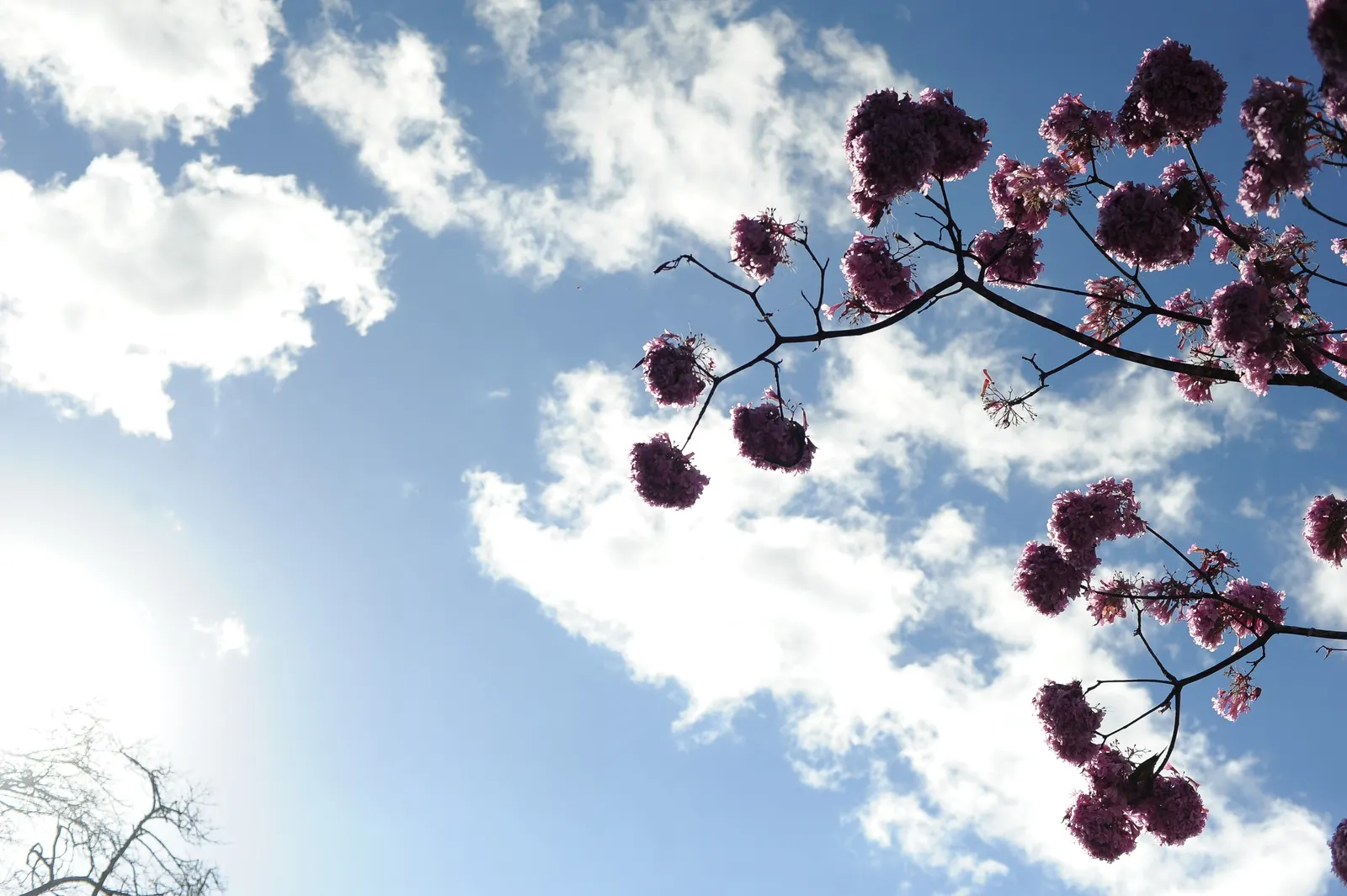 Pink Trumpet Tree (Tabebuia Impetiginosa) — Prefers well-drained soil, full sun exposure, and is drought-tolerant once established; which are deep, image 121